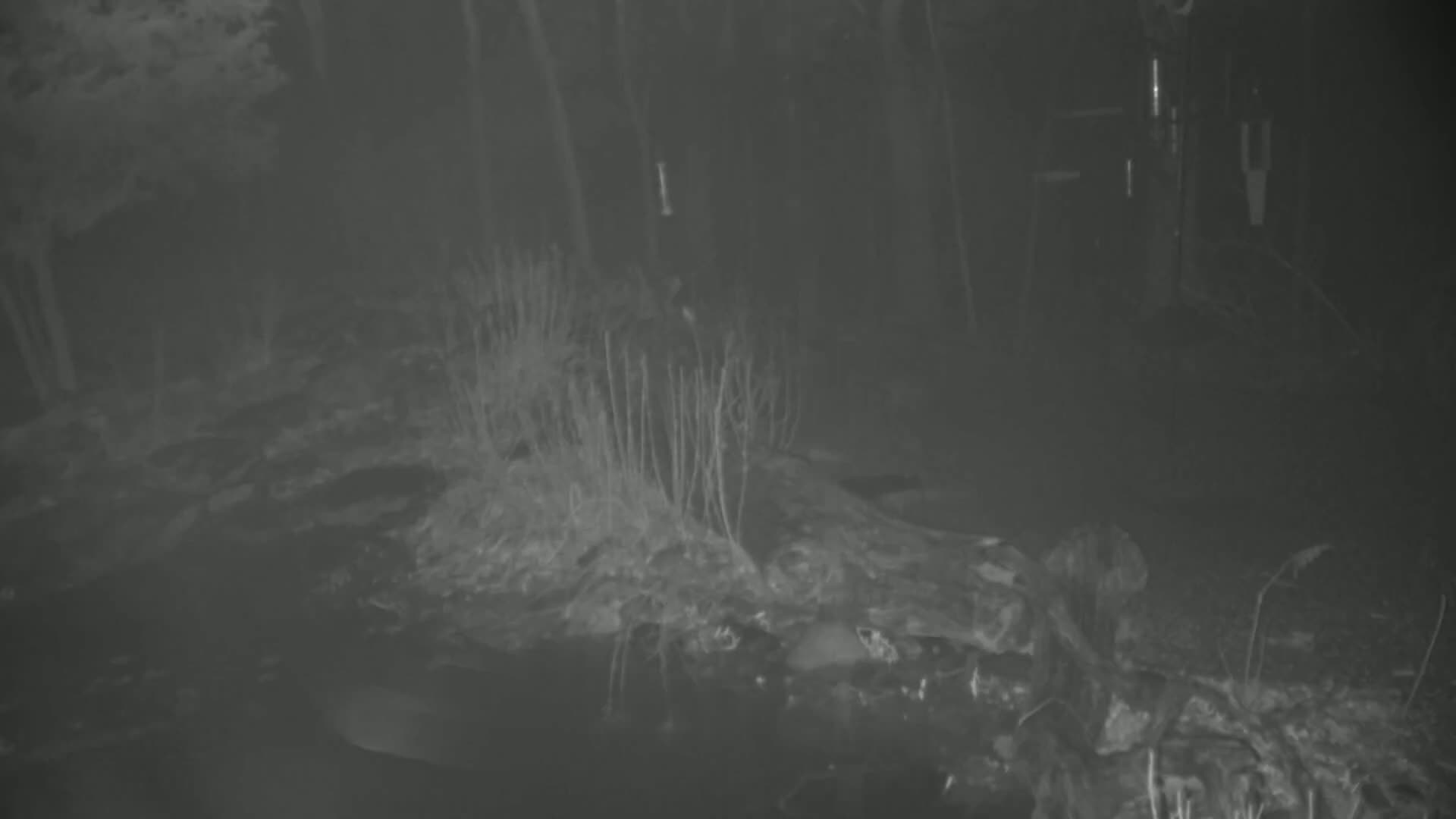 A nighttime, low-light image shows a dark, wooded area with tall, thin plants growing on a large, dark object on the ground.
