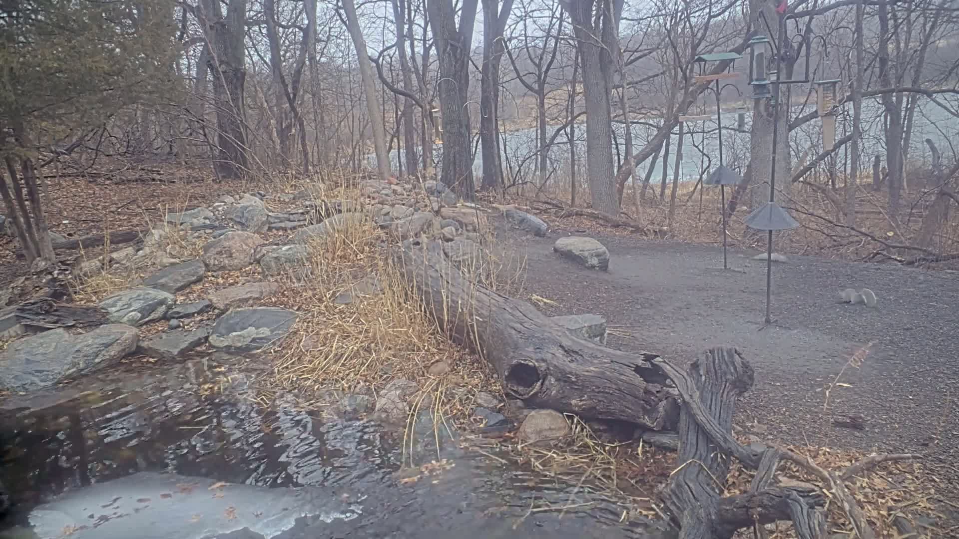 A partially frozen stream flows through a rocky area in a wooded park on an overcast day, near bird feeders and a couple of squirrels.