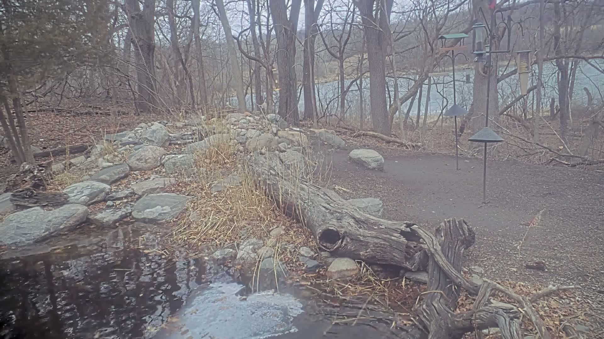 A fallen log rests on the bank of a small stream with partially frozen water, near a rocky area and a wooded shoreline overlooking a calm lake under an overcast sky.