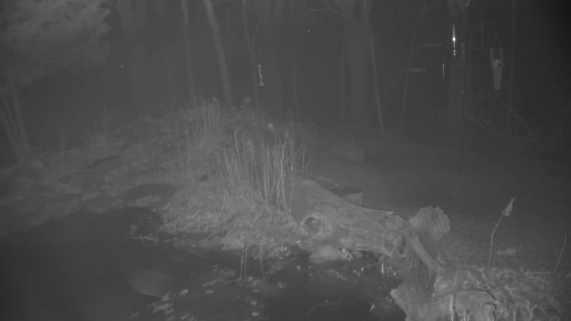 A large fallen log lies partially submerged in a dark, nighttime woodland setting.