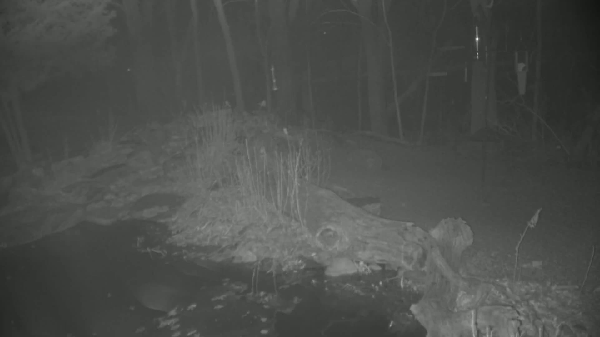 A grayscale night vision image shows a large log partially submerged in dark water, surrounded by sparse vegetation in a wooded area.