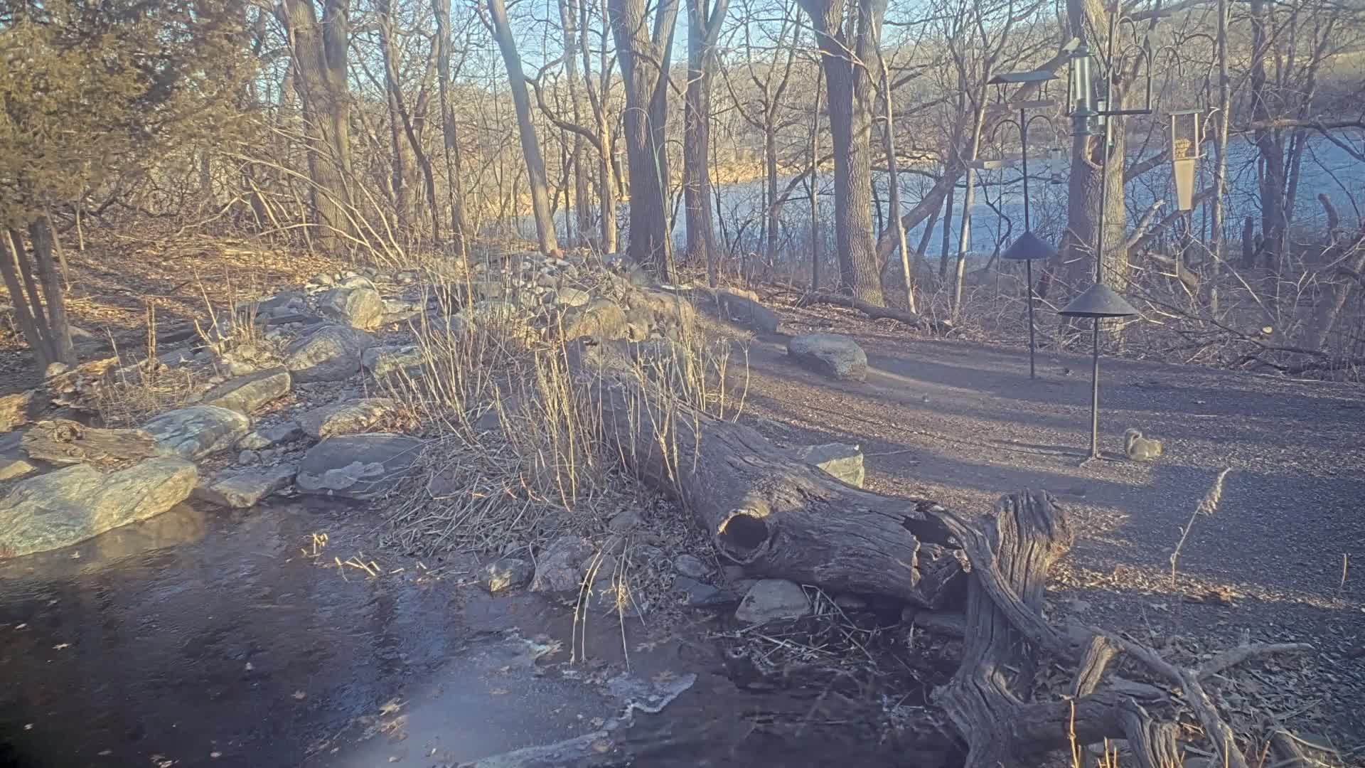 A rocky stream flows through a wooded area near a calm body of water under a sunny sky.