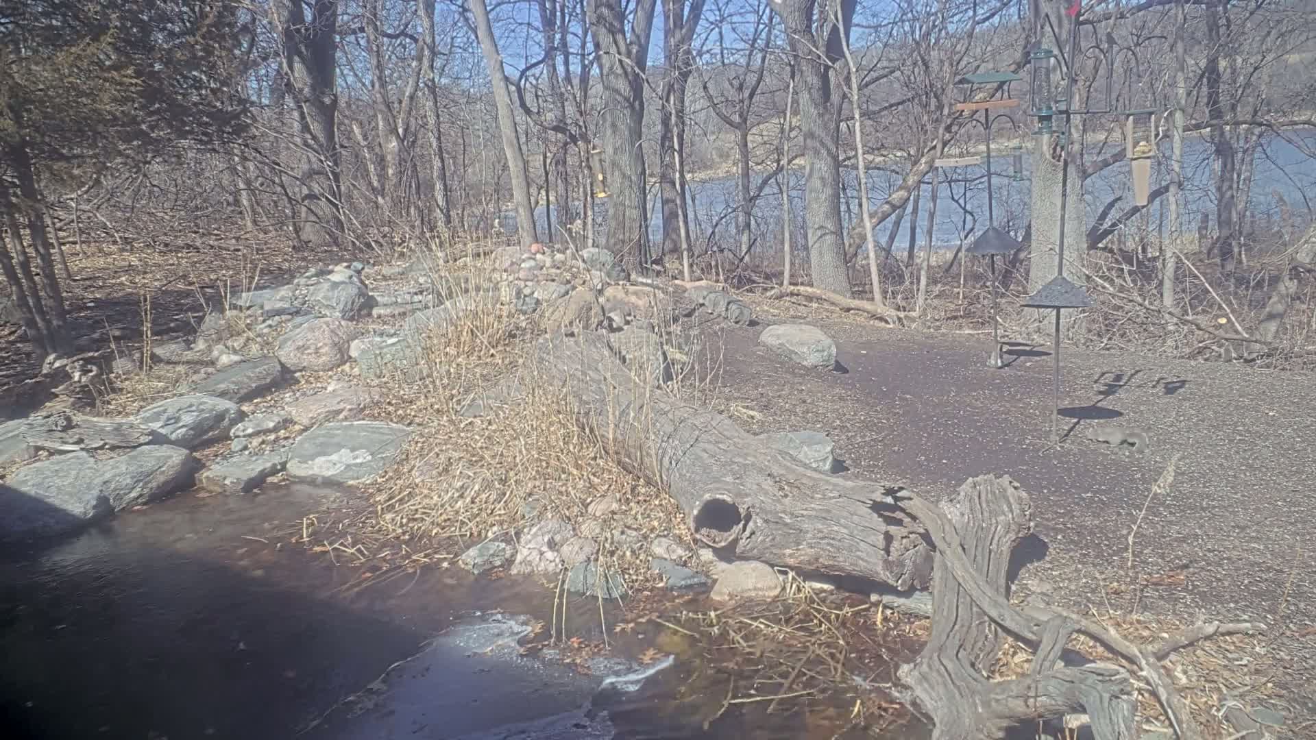 A partly frozen stream flows through a rocky, wooded area on a sunny day, with several bird feeders and a large fallen log present.