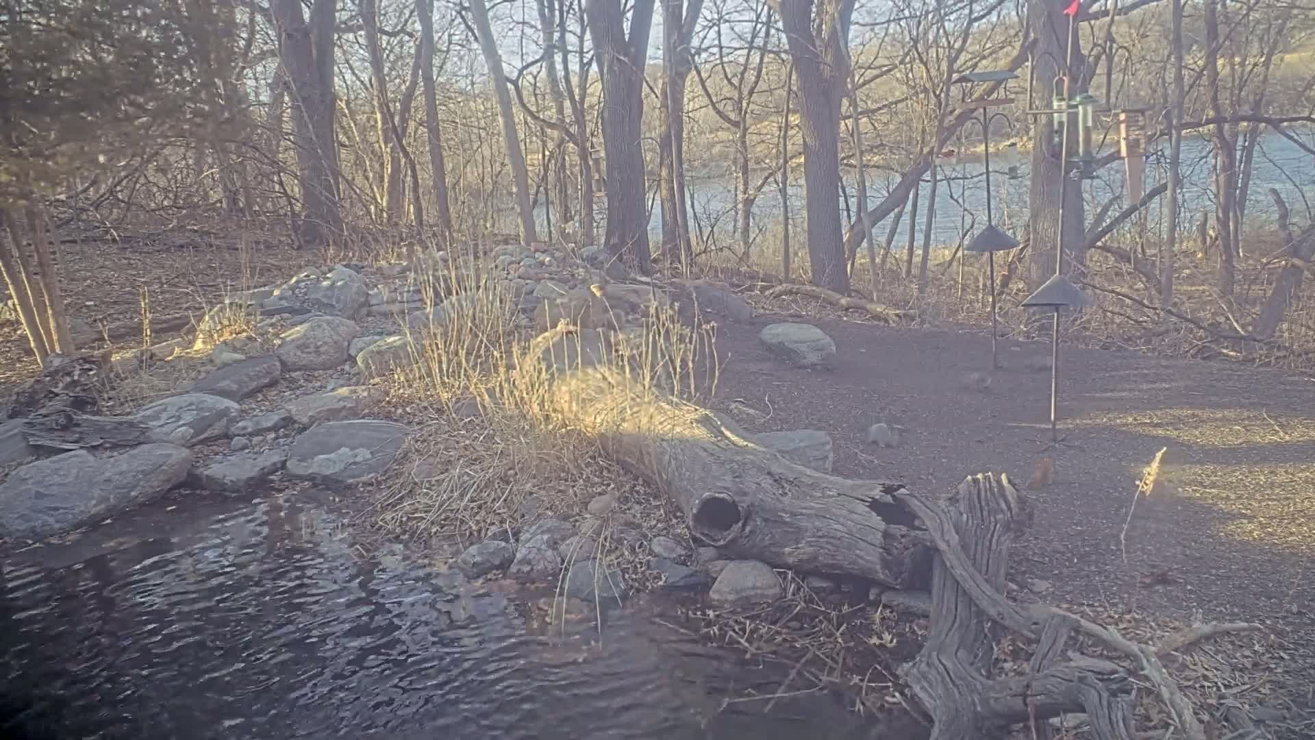 A partially sunny, wintery scene shows a small stream flowing past rocks and a fallen log in a wooded area near a calm body of water.