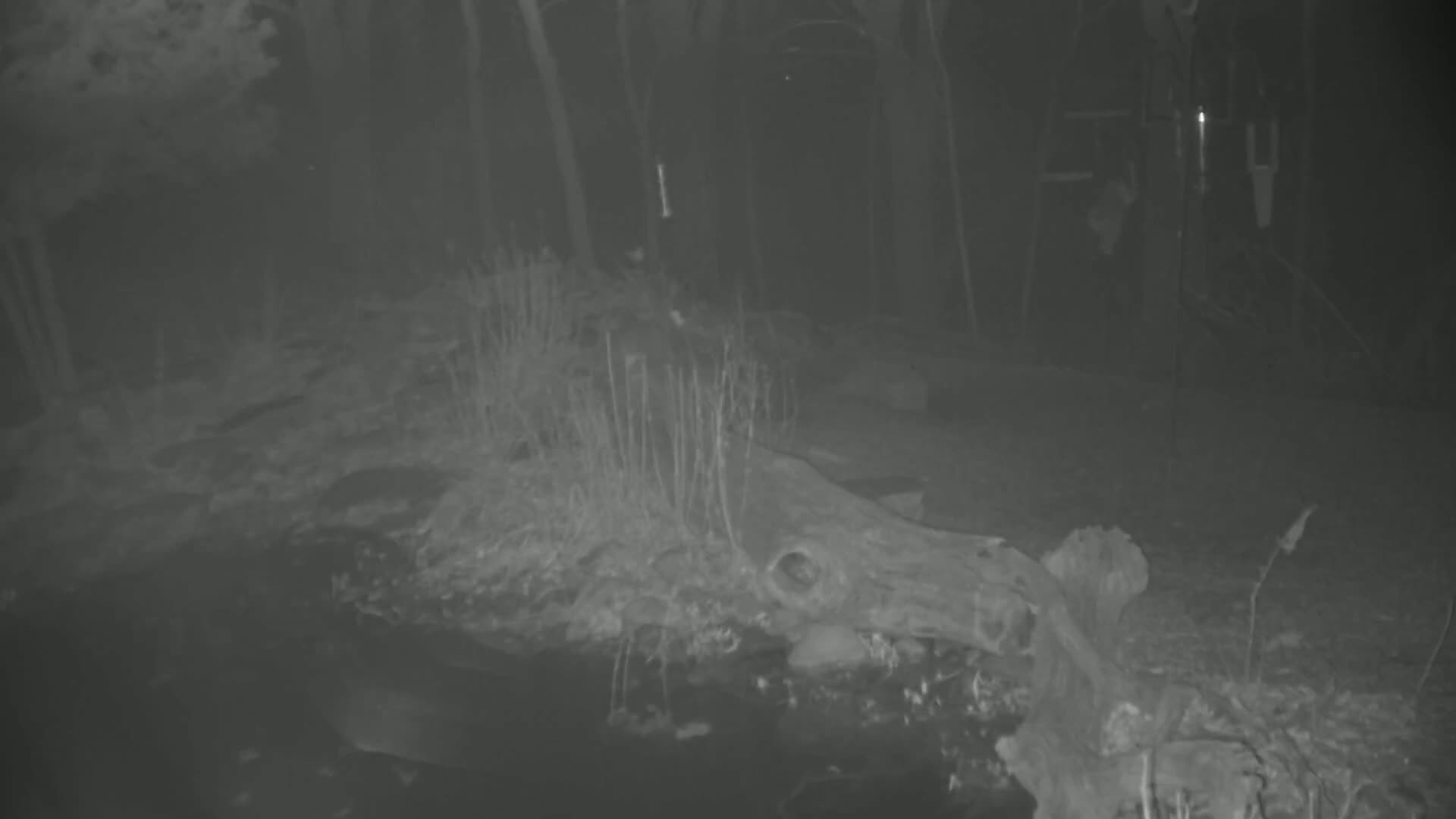 A large, fallen log lies partially submerged in a dark, still body of water at night in a wooded area.
