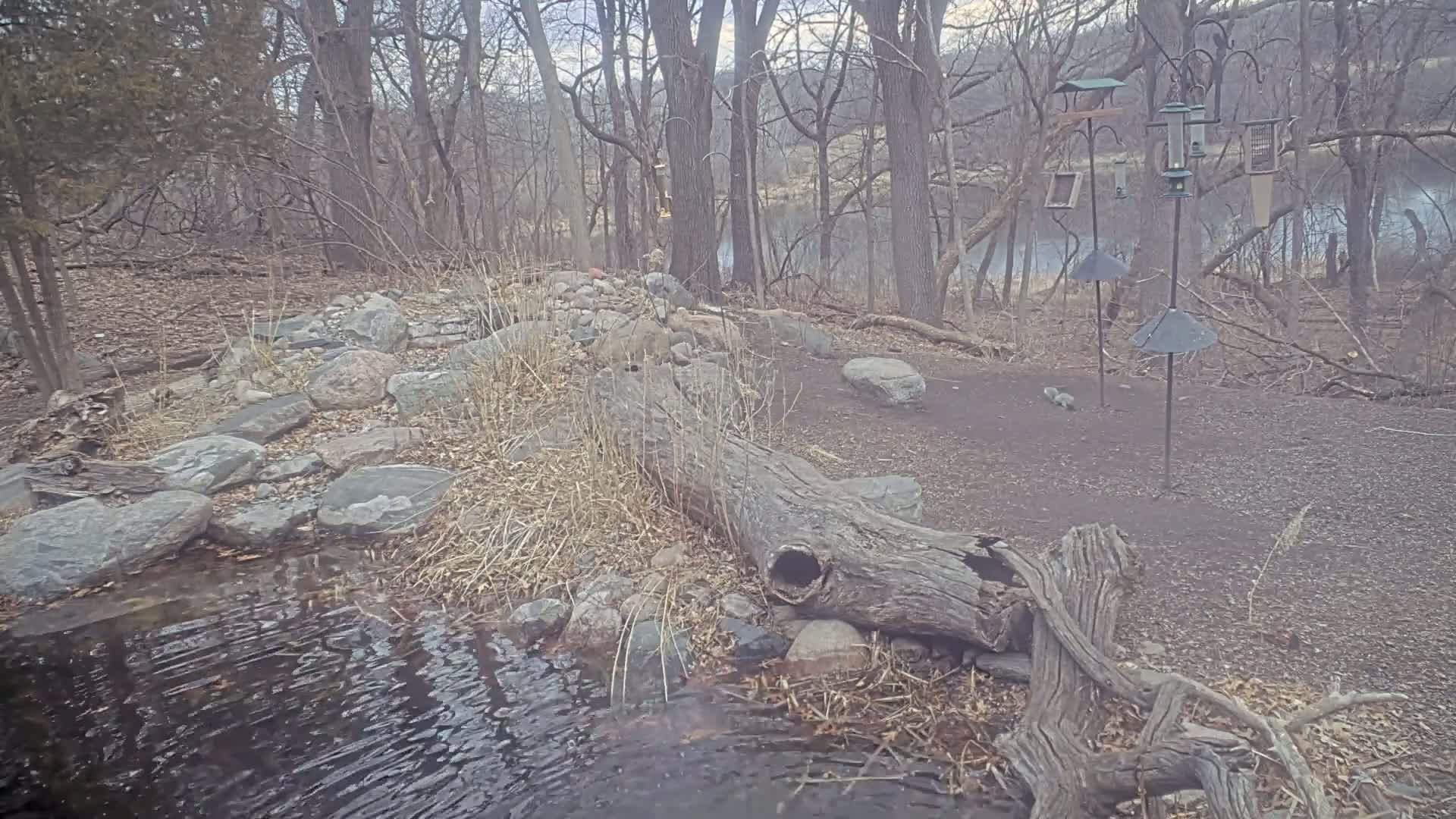 A partially submerged, hollowed-out log sits beside a small stream in a wooded area with several bird feeders nearby on a cloudy day.