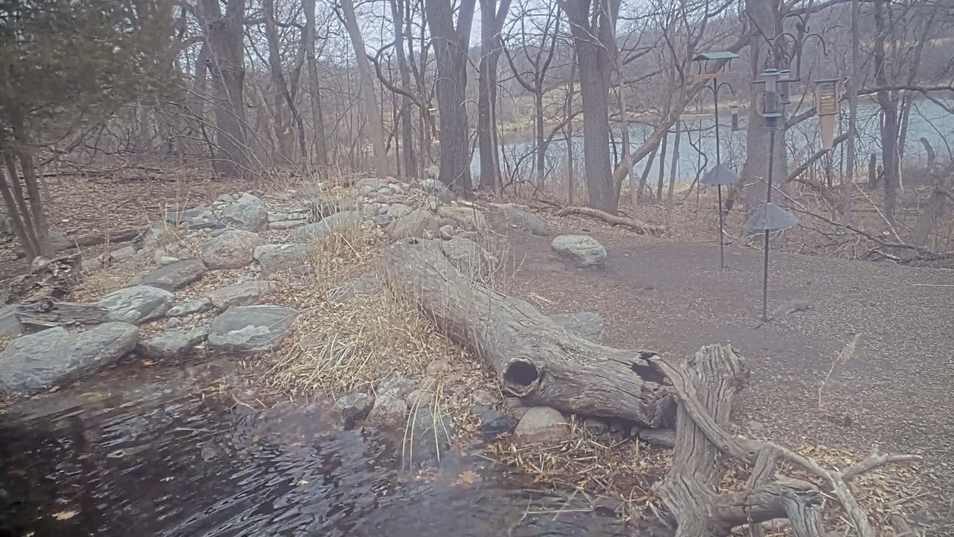 A gray, leaf-strewn woodland area with a small stream, a large decaying log, rock formations, and several bird feeders, on an overcast day.