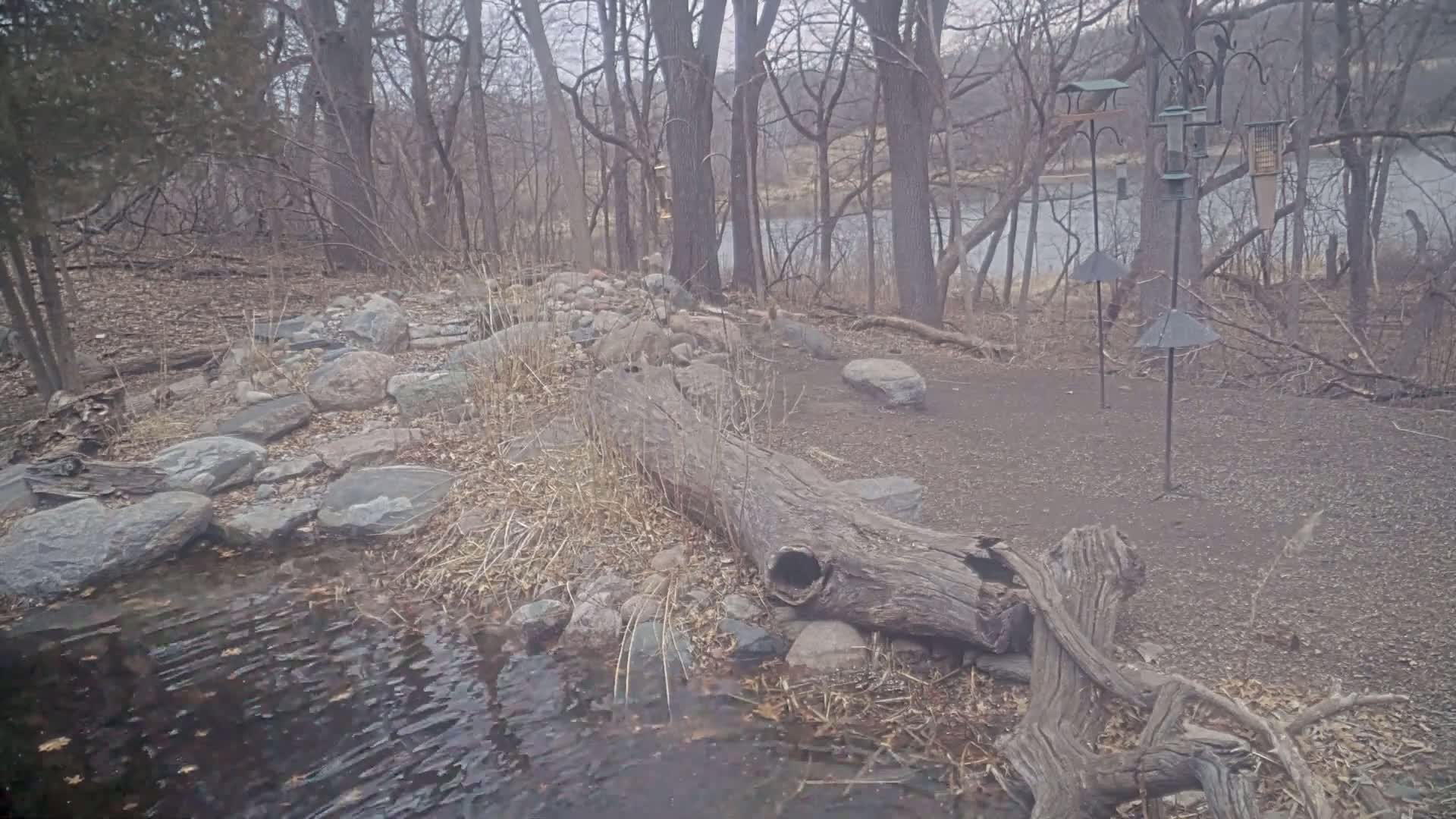 A partially submerged, decaying log lies near a small stream in a wooded area next to a calm river, under an overcast sky.