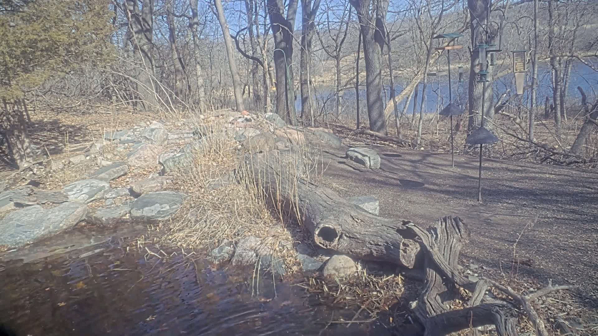 A sunny day reveals a rocky stream bed beside a wooded area with bird feeders near a calm body of water.