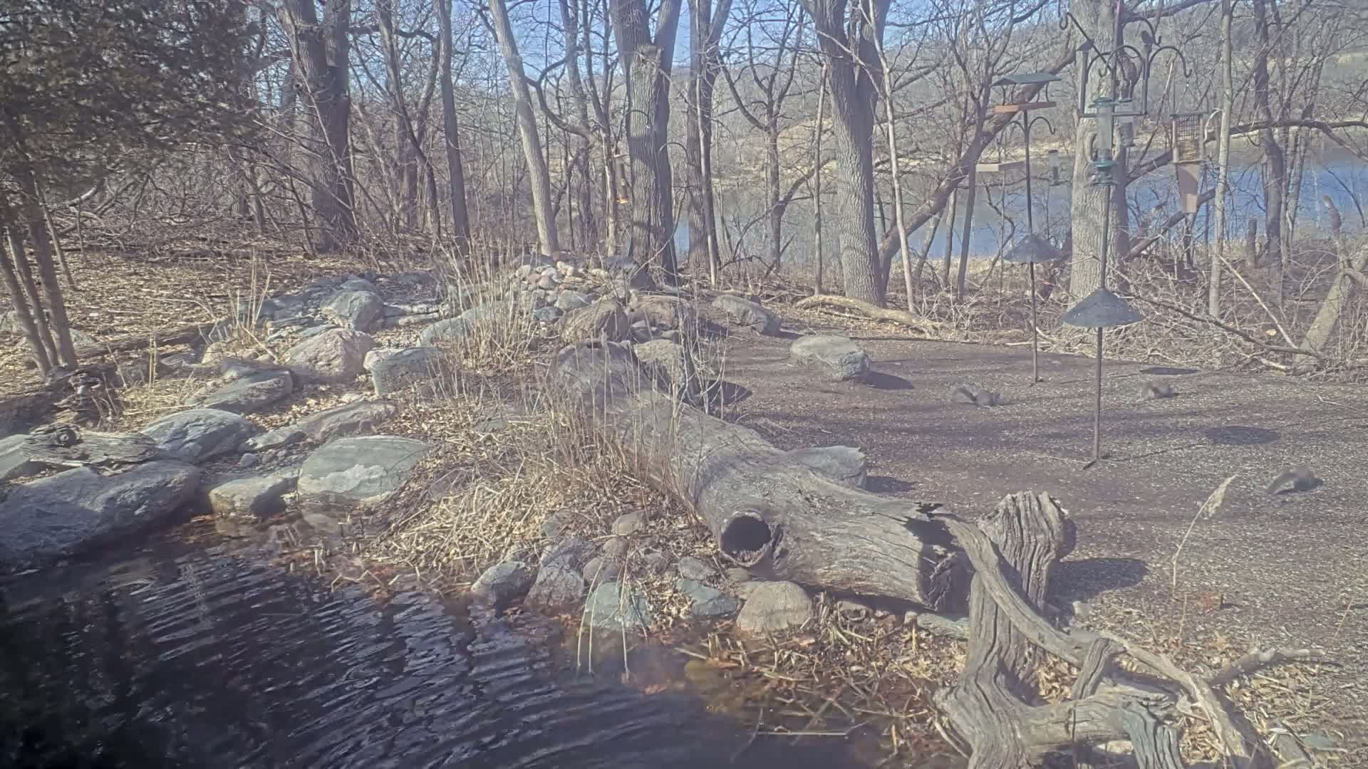 A rocky, wooded area with a small stream, a large log, and several bird feeders is visible on a sunny day.
