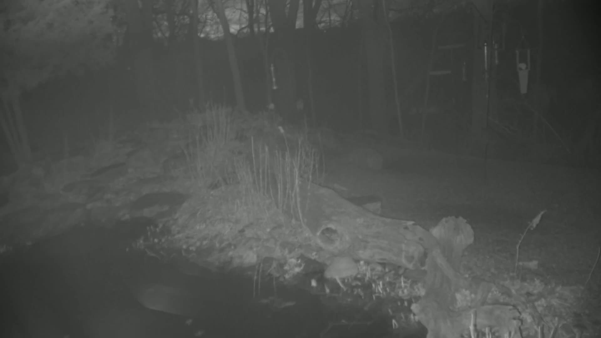 A nighttime, grayscale image shows a large decaying log partially submerged in water, surrounded by sparse vegetation and trees in the background.