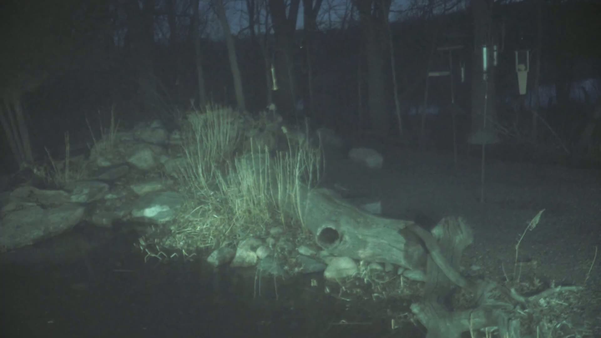 A dark, nighttime scene shows a small body of water near a wooded area with a partially submerged log and some rocks and plants along the bank.