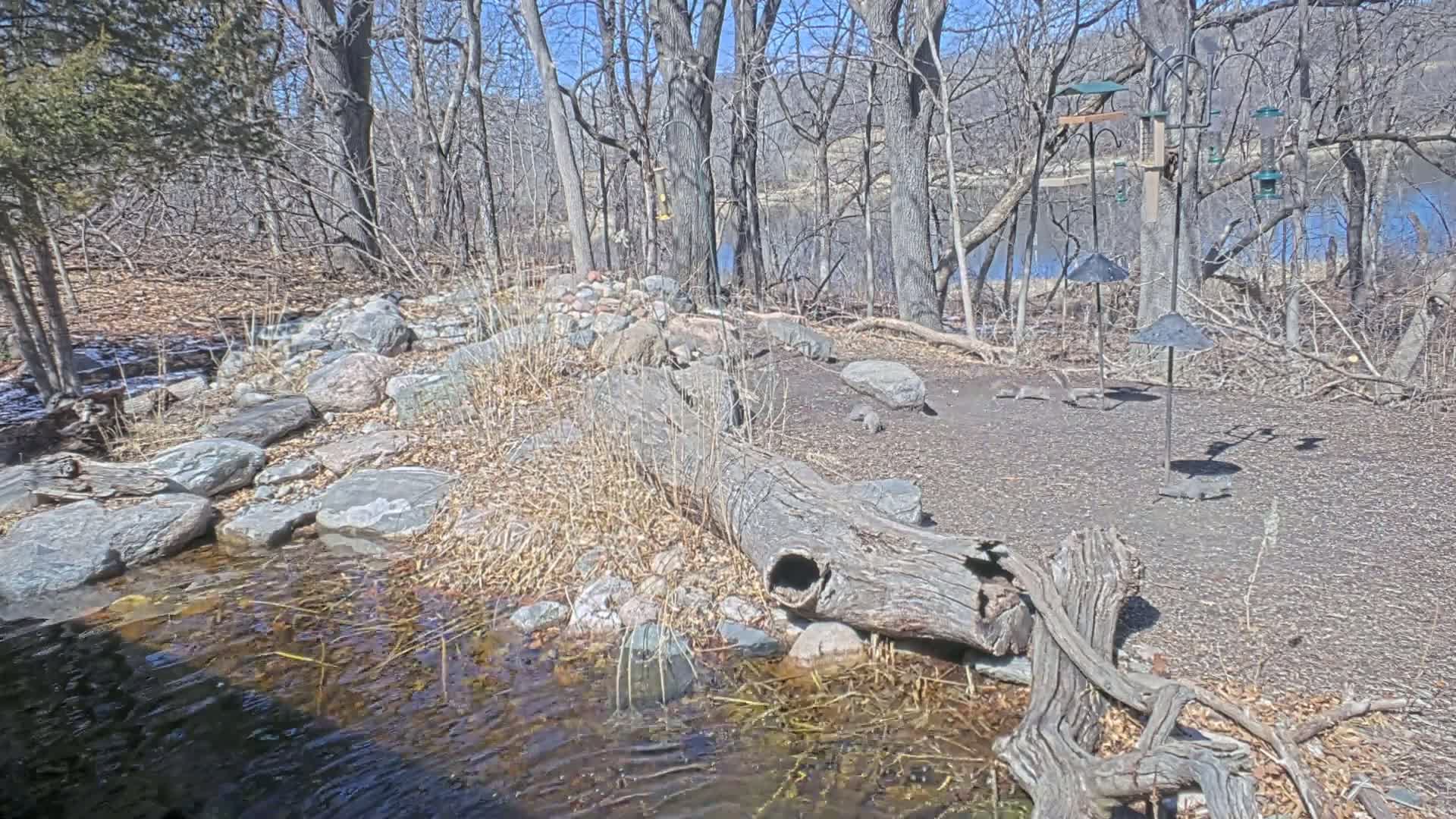 A rocky, wooded area with a small stream and a fallen log borders a calm body of water under a sunny sky.