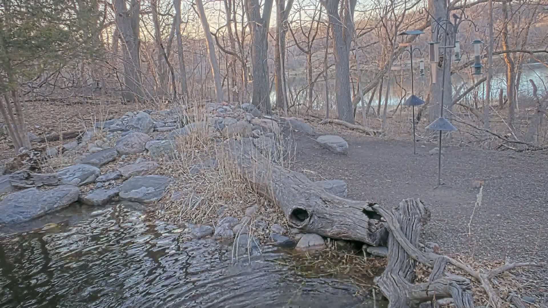 A small stream flows through a rocky area in a wooded area near a calm body of water under a partly sunny sky.