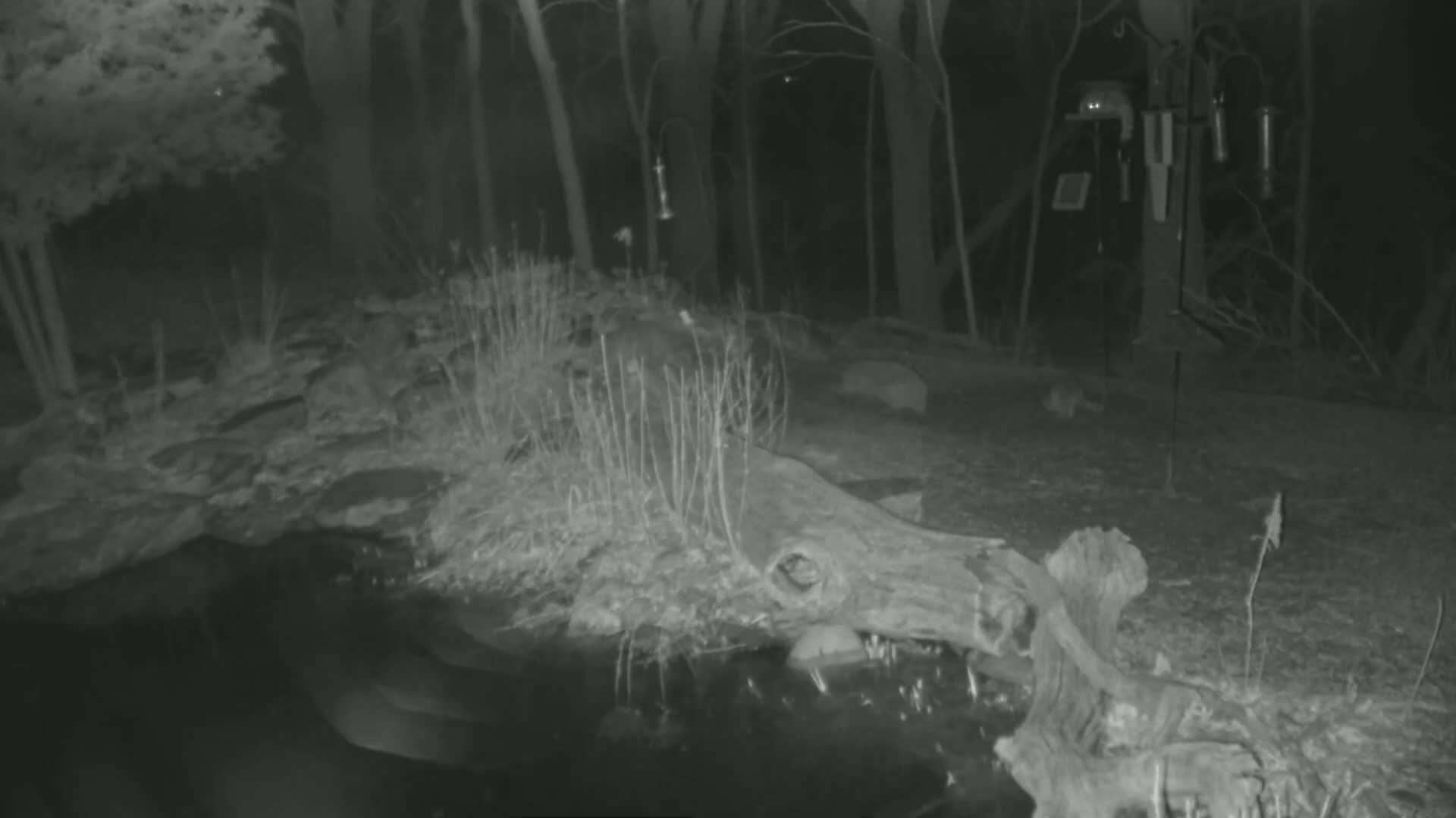 A nocturnal image shows a large animal's skull near a body of water surrounded by trees and sparse vegetation at night.