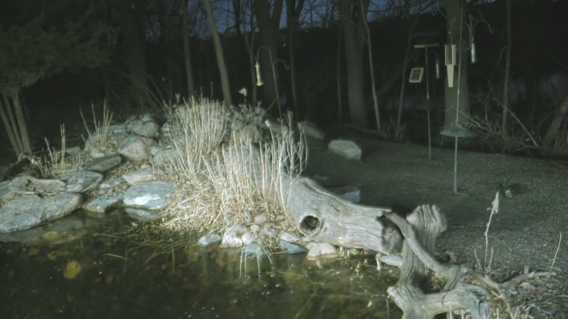 At night, several raccoons are near a small pond surrounded by rocks and dried plants, with a large log partially submerged in the water.