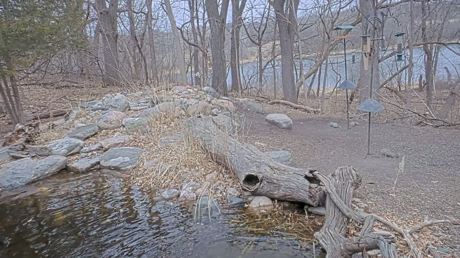A rocky stream flows beneath a decaying log near several bird feeders in a leaf-strewn woodland area bordering a calm river on an overcast day.