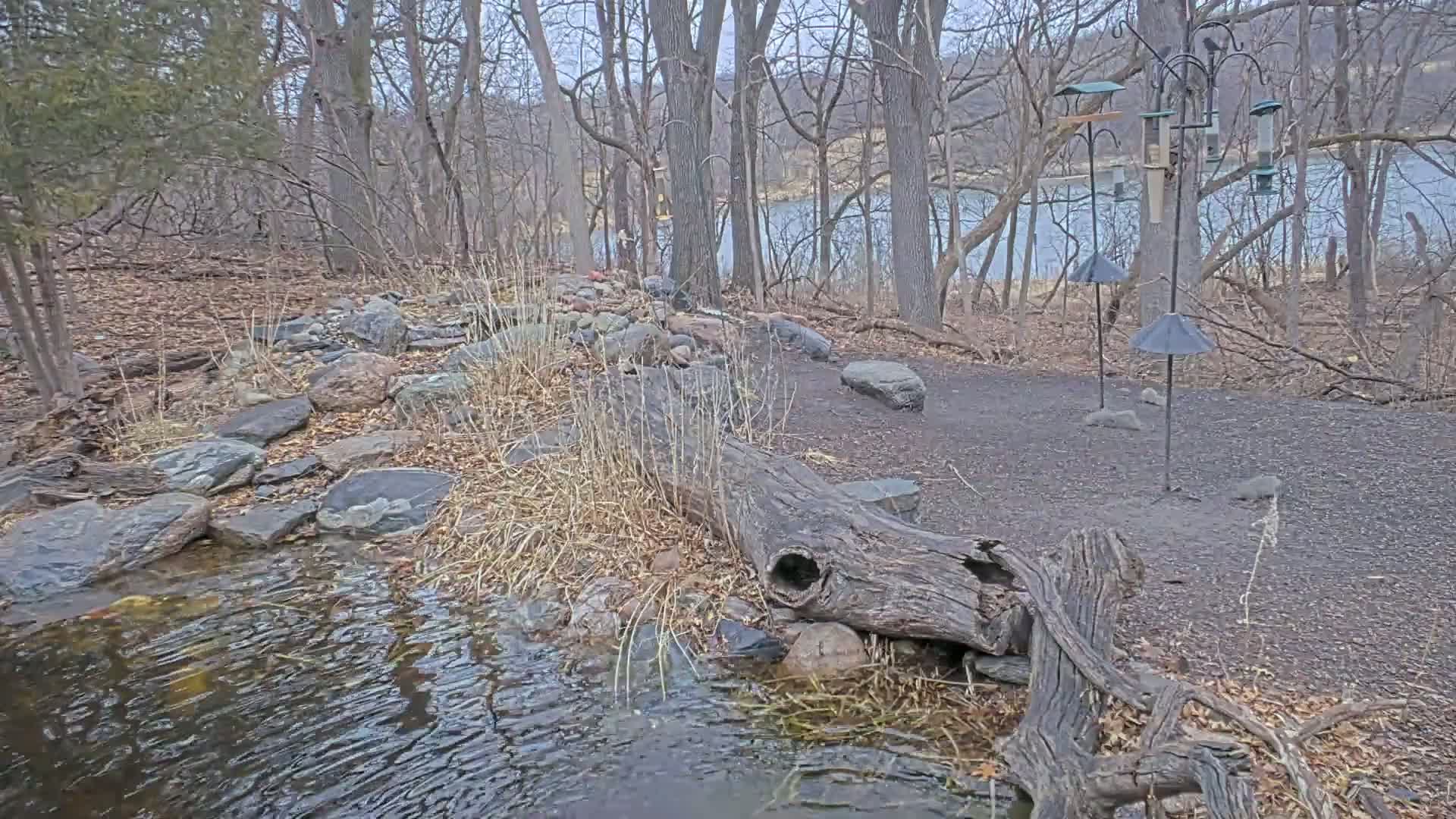 A small stream flows through a rocky, wooded area near a lake under an overcast sky, with bird feeders standing on the gravel path.
