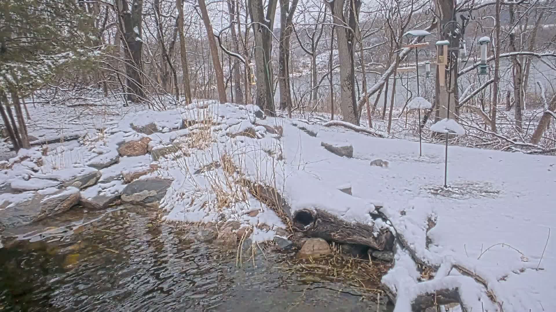 A snow-covered stream flows through a rocky area in a wooded landscape, with several bird feeders visible in the background.