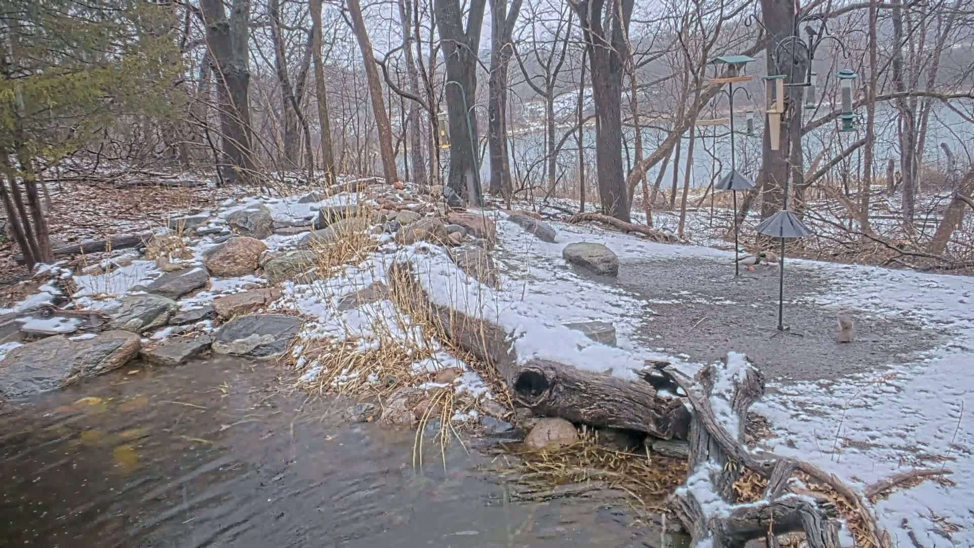 A snow-covered rocky streamside area with bird feeders and a partially frozen stream flows in the foreground, set against a backdrop of leafless trees and a calm body of water.