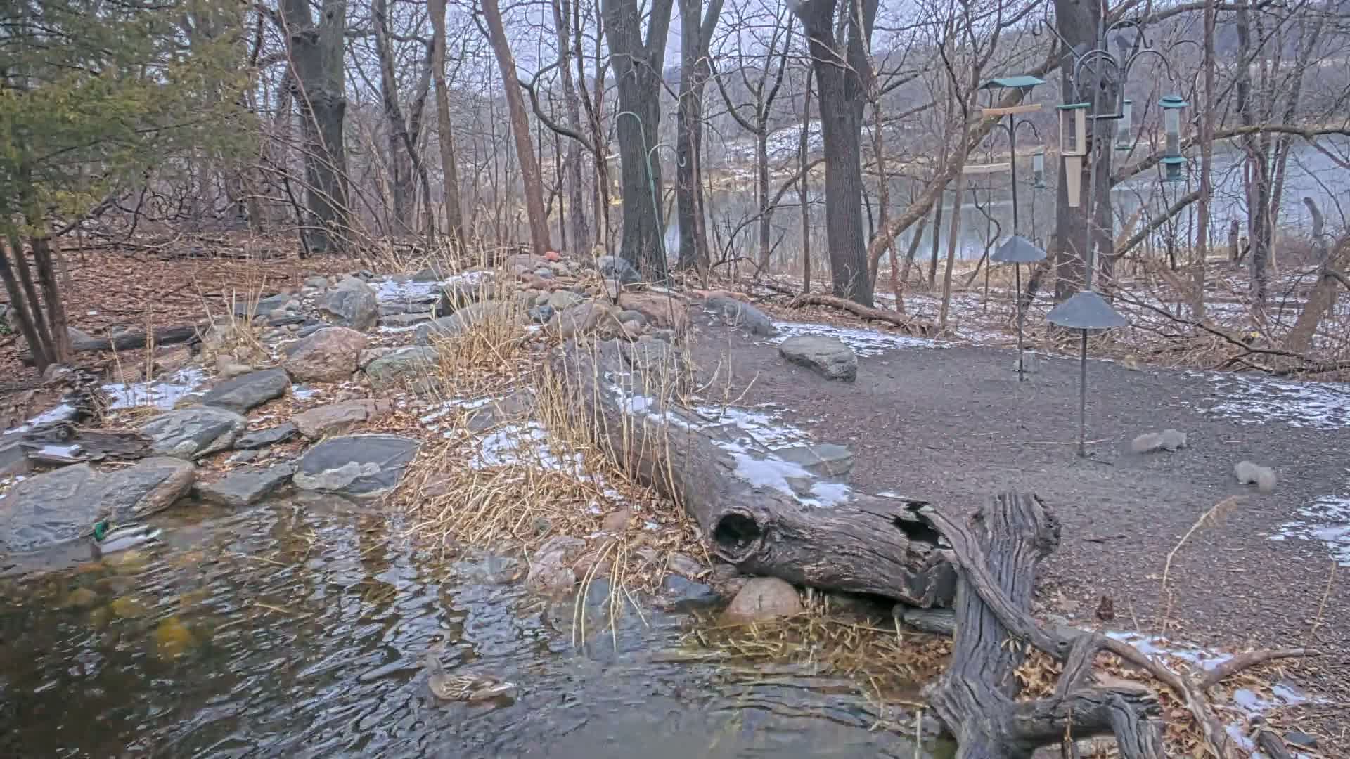A small stream flows through a rocky area with a fallen log, surrounded by leaf-covered ground and bare trees, with a few patches of snow and several squirrels and ducks present, overlooking a calm body of water.