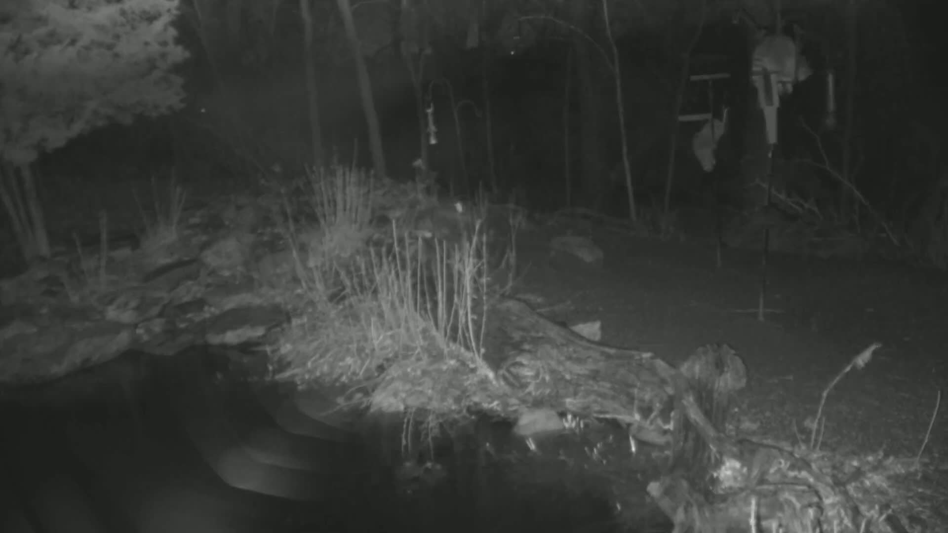 A nighttime, low-light image shows a dark, wooded area with sparse vegetation, a fallen log, and what appears to be a large animal partially obscured in the lower portion of the frame near the water.
