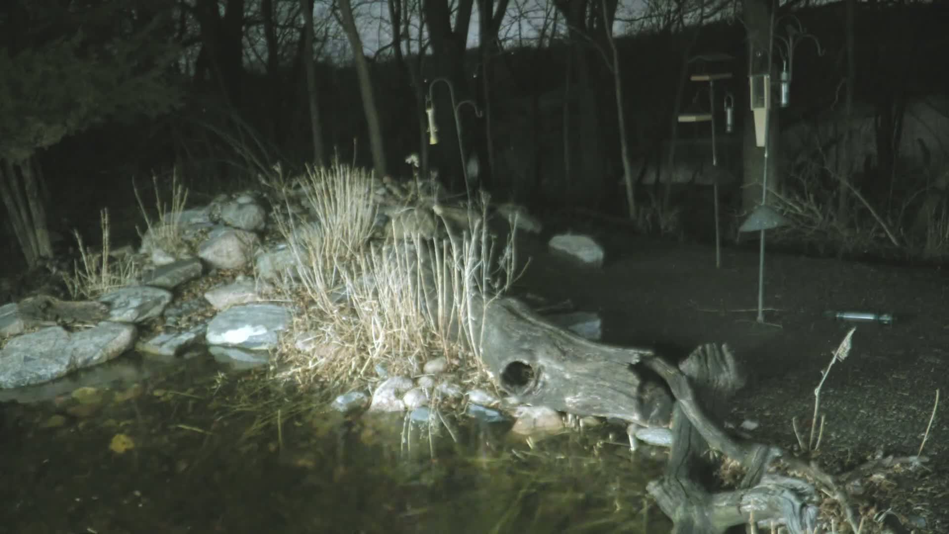 A nighttime scene shows a small pond with rocks and a partially submerged log near several bird feeders in a wooded area.