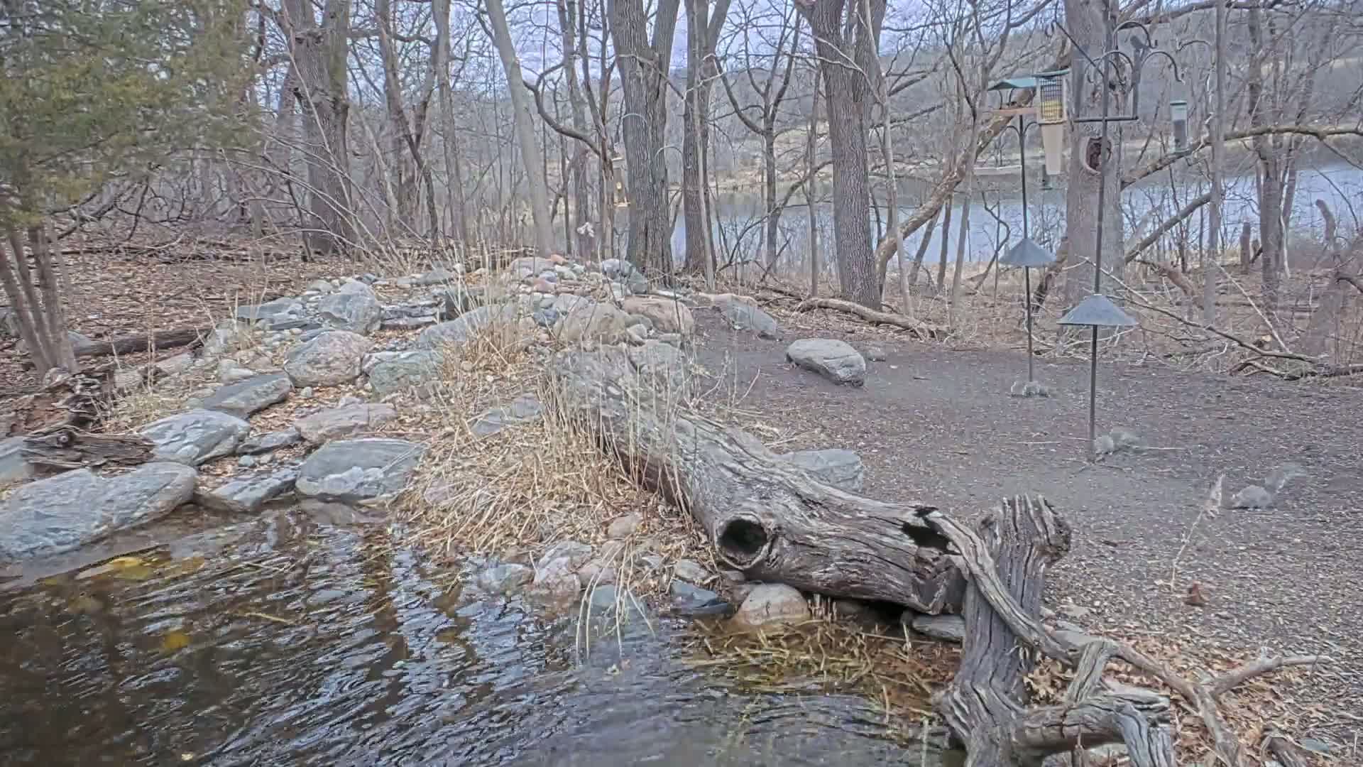 A small stream flows through a rocky area in a leaf-strewn woodland setting near a calm river under an overcast sky.
