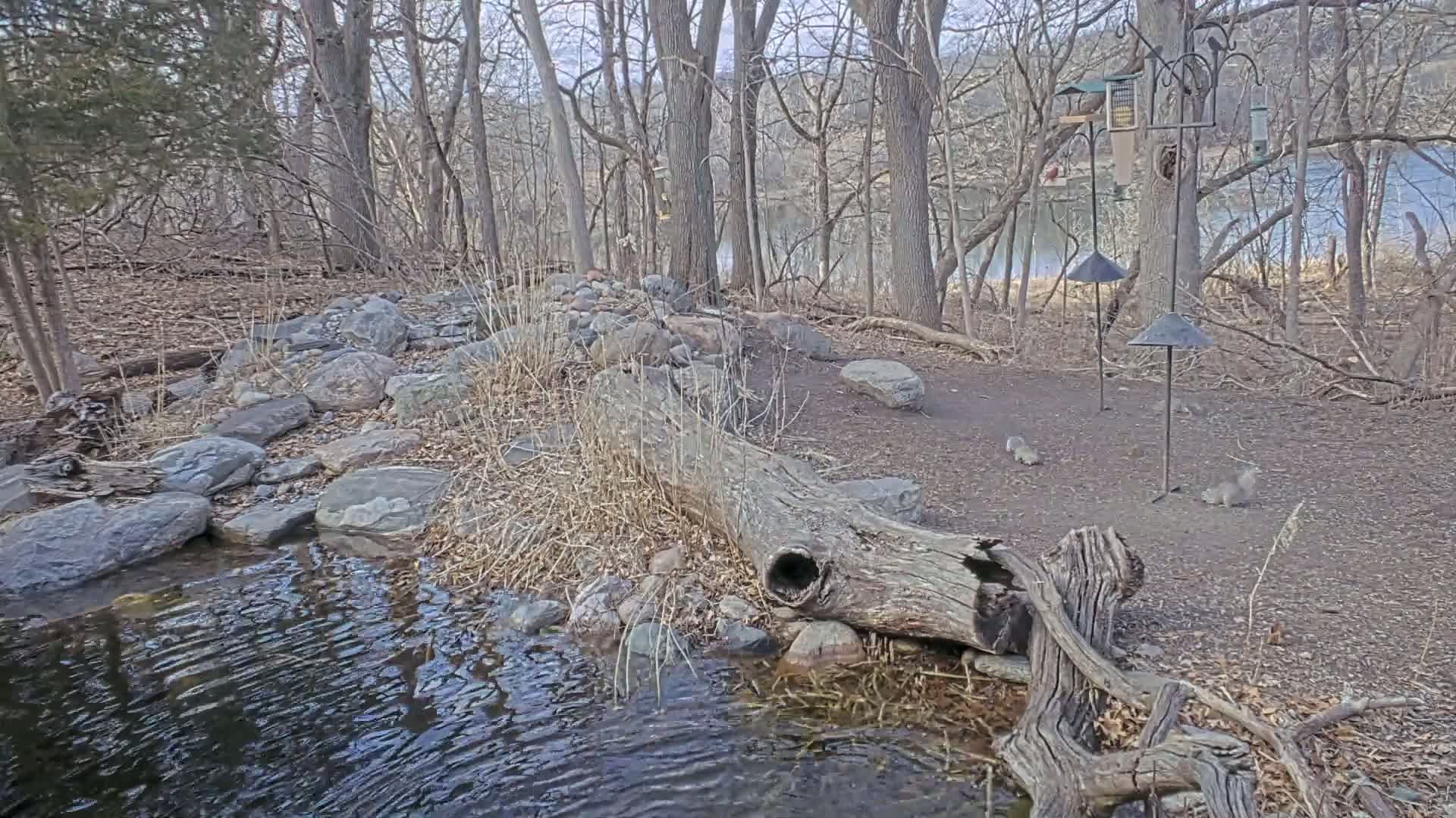 A small stream flows through a wooded area with a fallen log spanning part of it, surrounded by rocks and several squirrels near bird feeders.