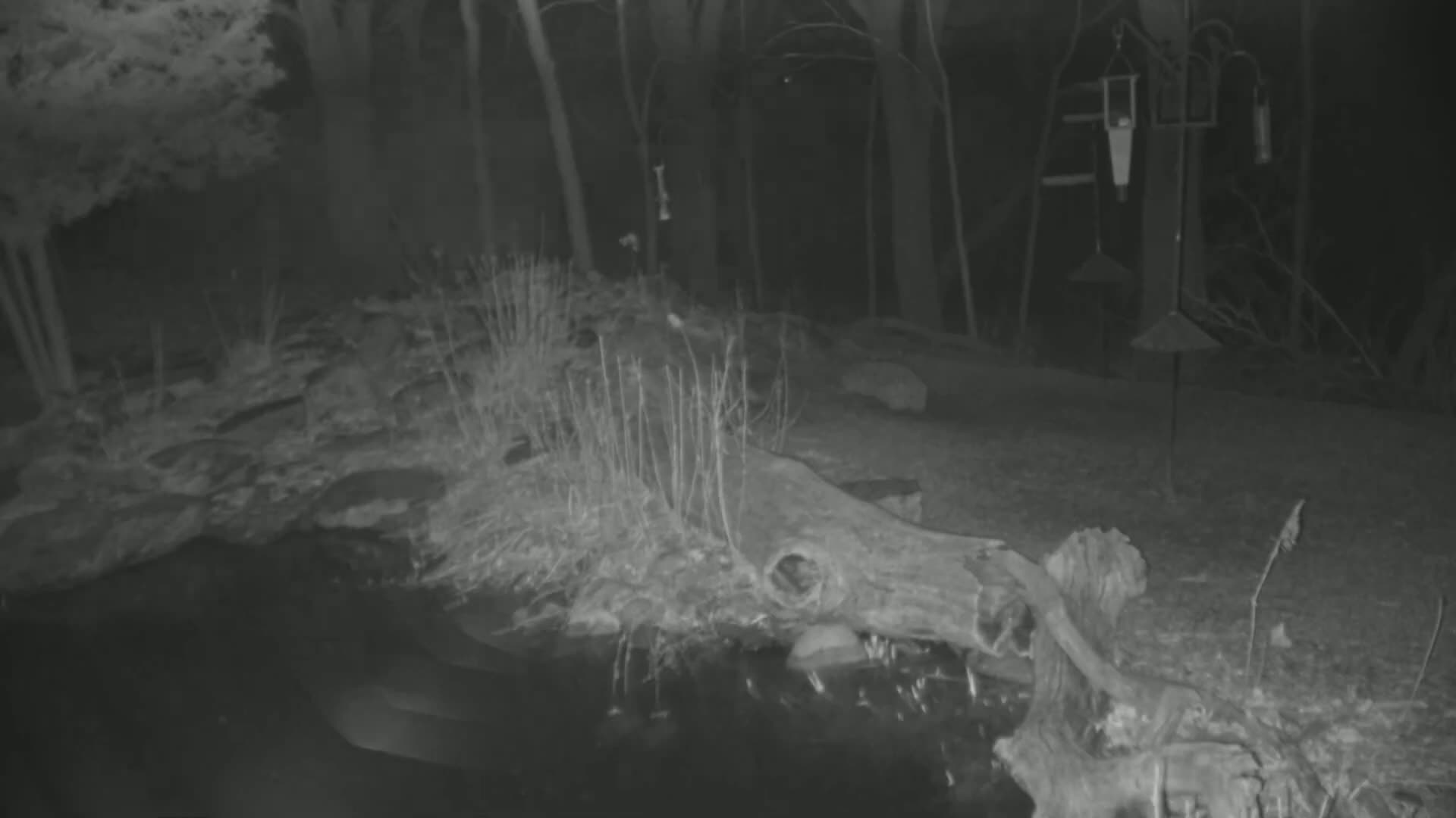 A large, decaying log sits partially submerged in a dark body of water at night, surrounded by sparse vegetation and a bird feeder.