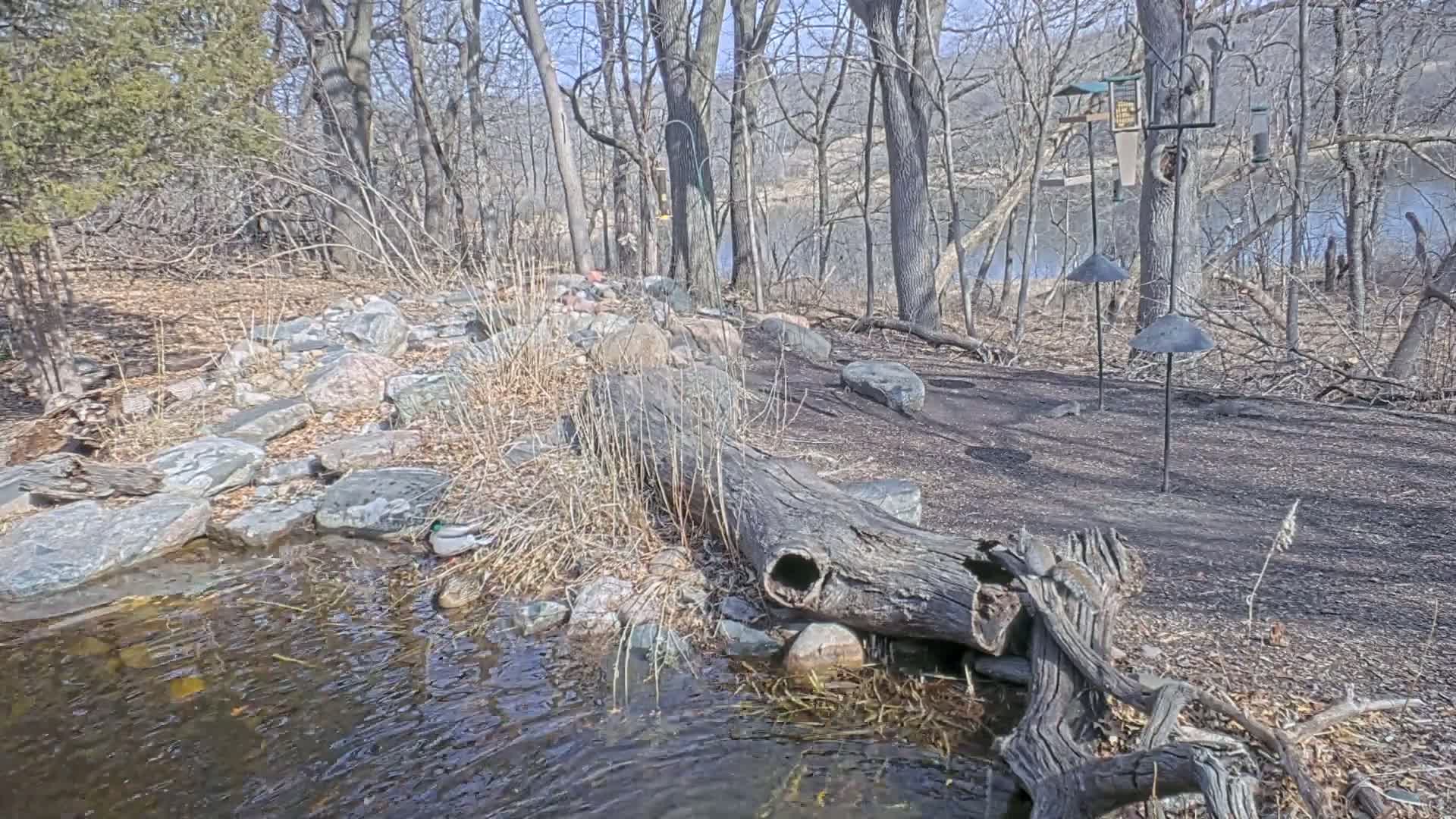 A small stream flows through a rocky area in a wooded landscape on a sunny day, with a fallen log acting as a small dam and a duck visible in the water.