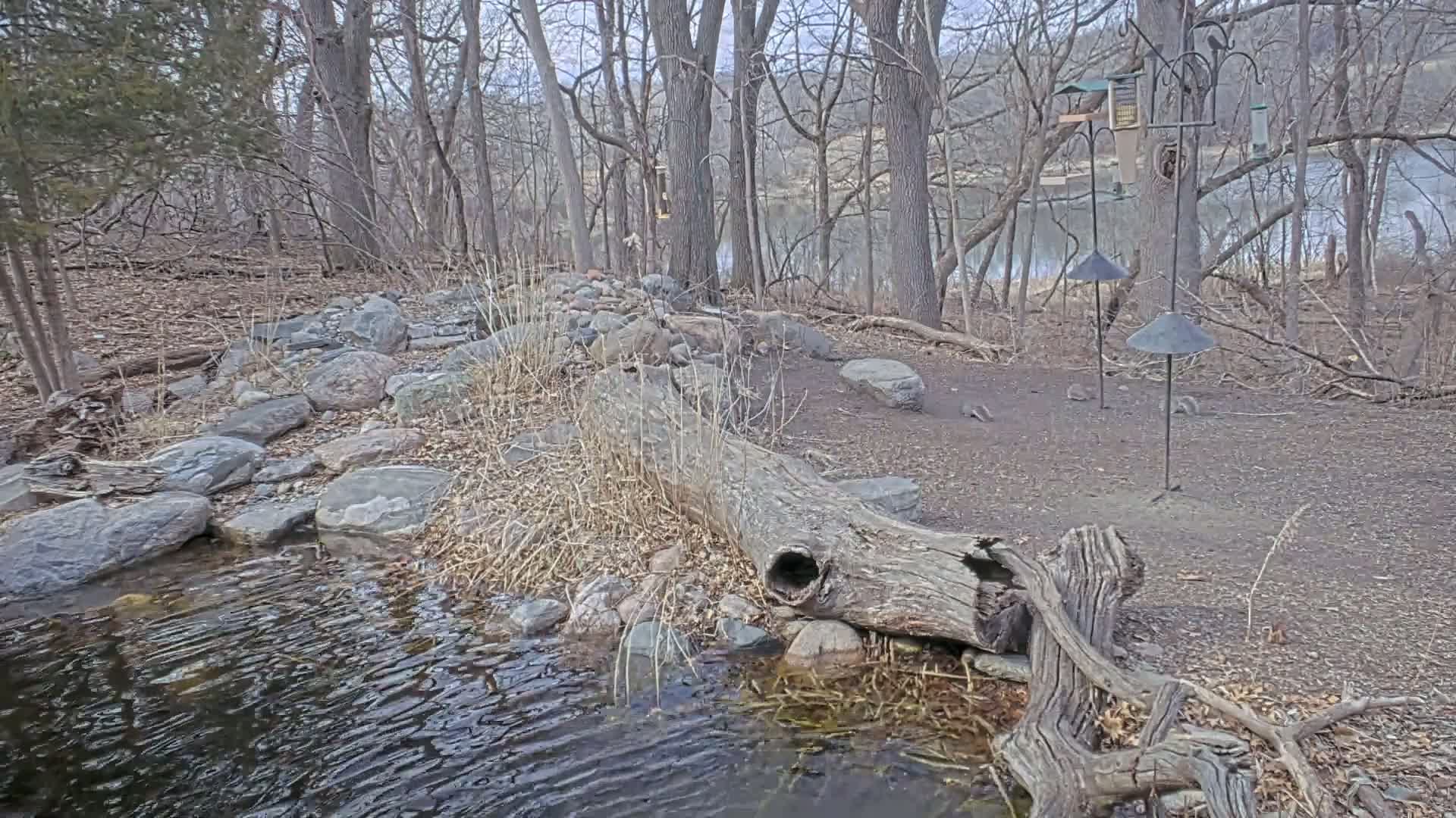 A rocky stream flows through a leaf-covered woodland area under a gray sky, with a large fallen log spanning the water's edge.