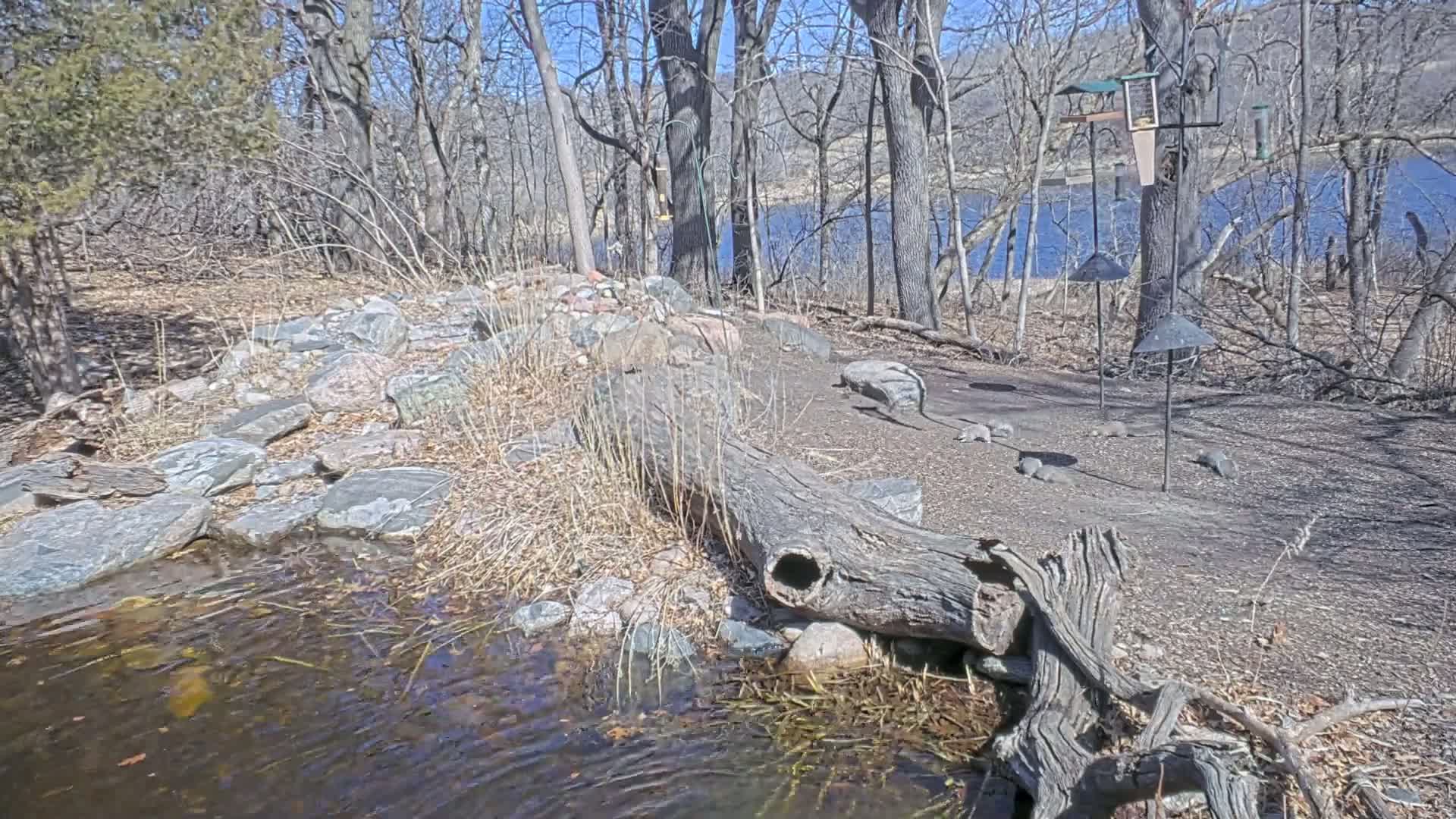 A small stream flows through a rocky, wooded area on a sunny day, with several squirrels near bird feeders in the background and a hollowed-out log in the foreground.