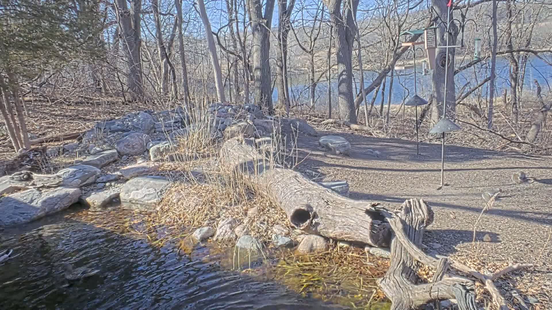A small stream flows through a rocky, wooded area on a sunny day, with a fallen log spanning part of the stream and bird feeders visible in the background.