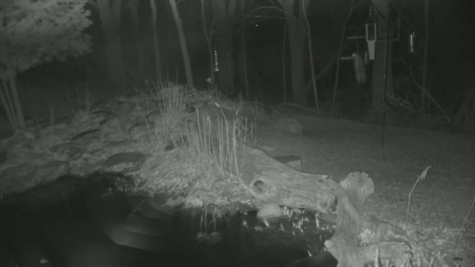 A nighttime, infrared image shows a dark body of water next to a large, decaying log in a wooded area.