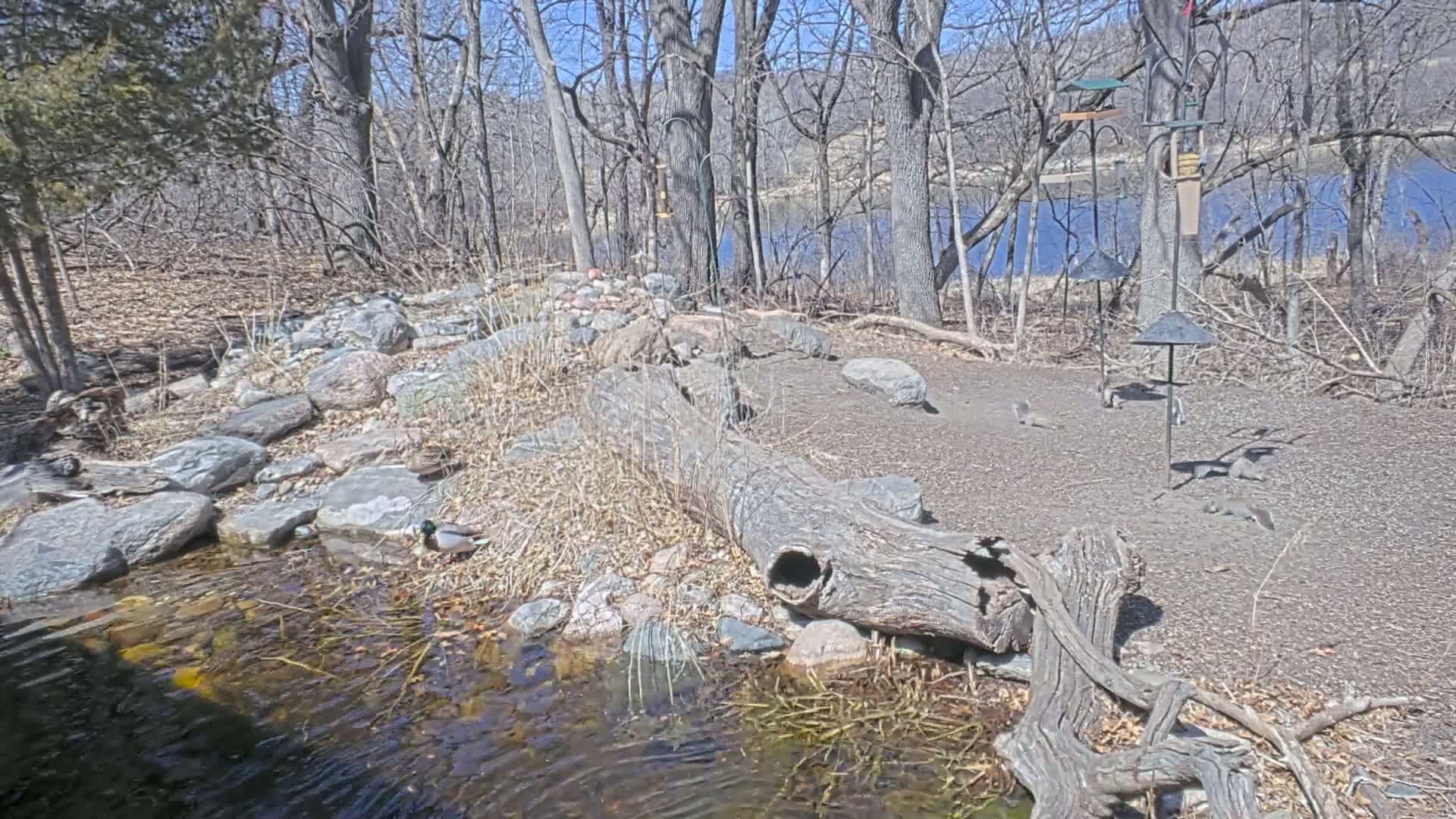 A small stream flows through a rocky area in a wooded landscape on a sunny day, with several ducks and squirrels nearby and bird feeders visible in the background.