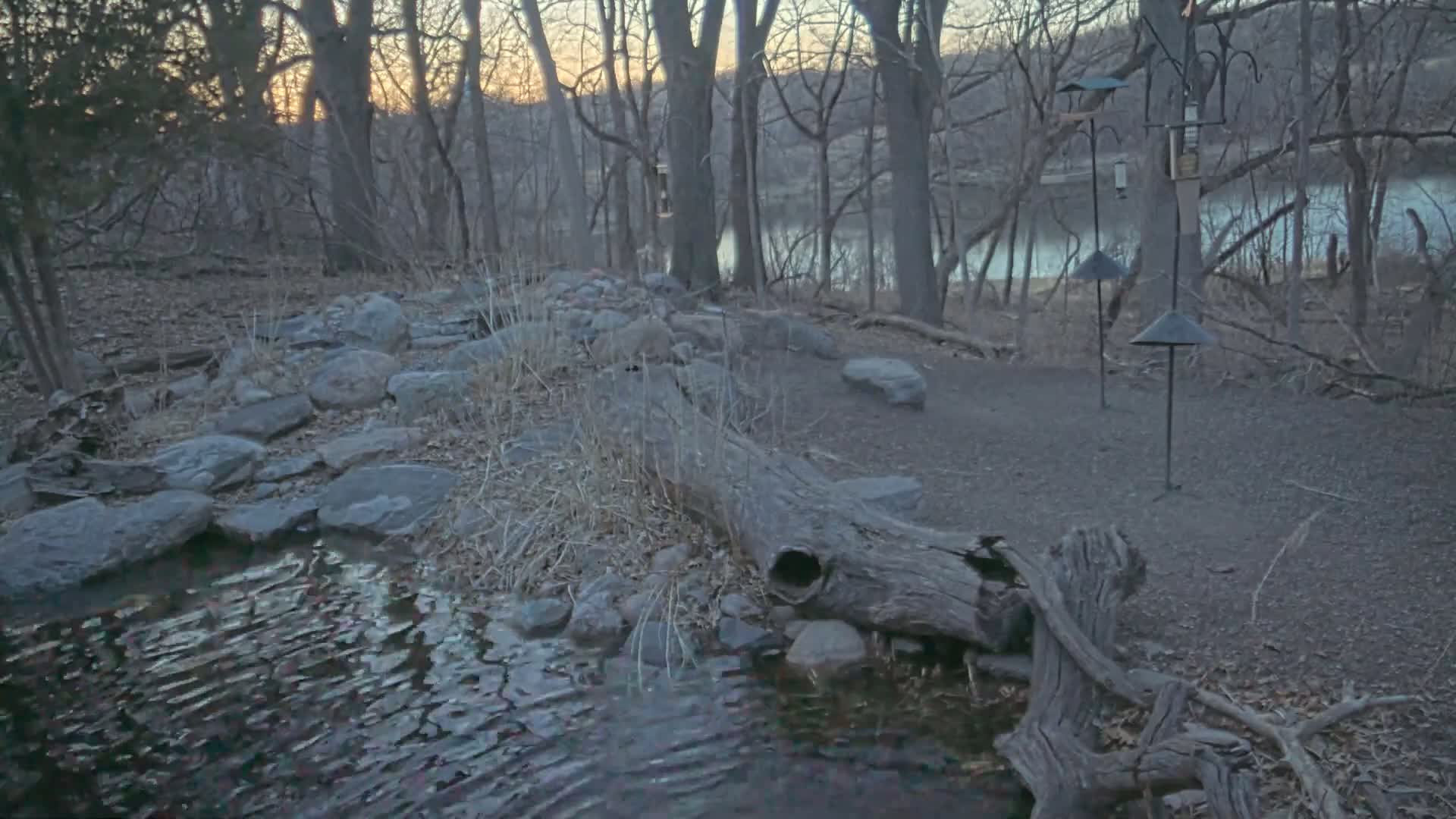 A small stream flows through a rocky area in a wooded area near a calm body of water under a dusky sky.