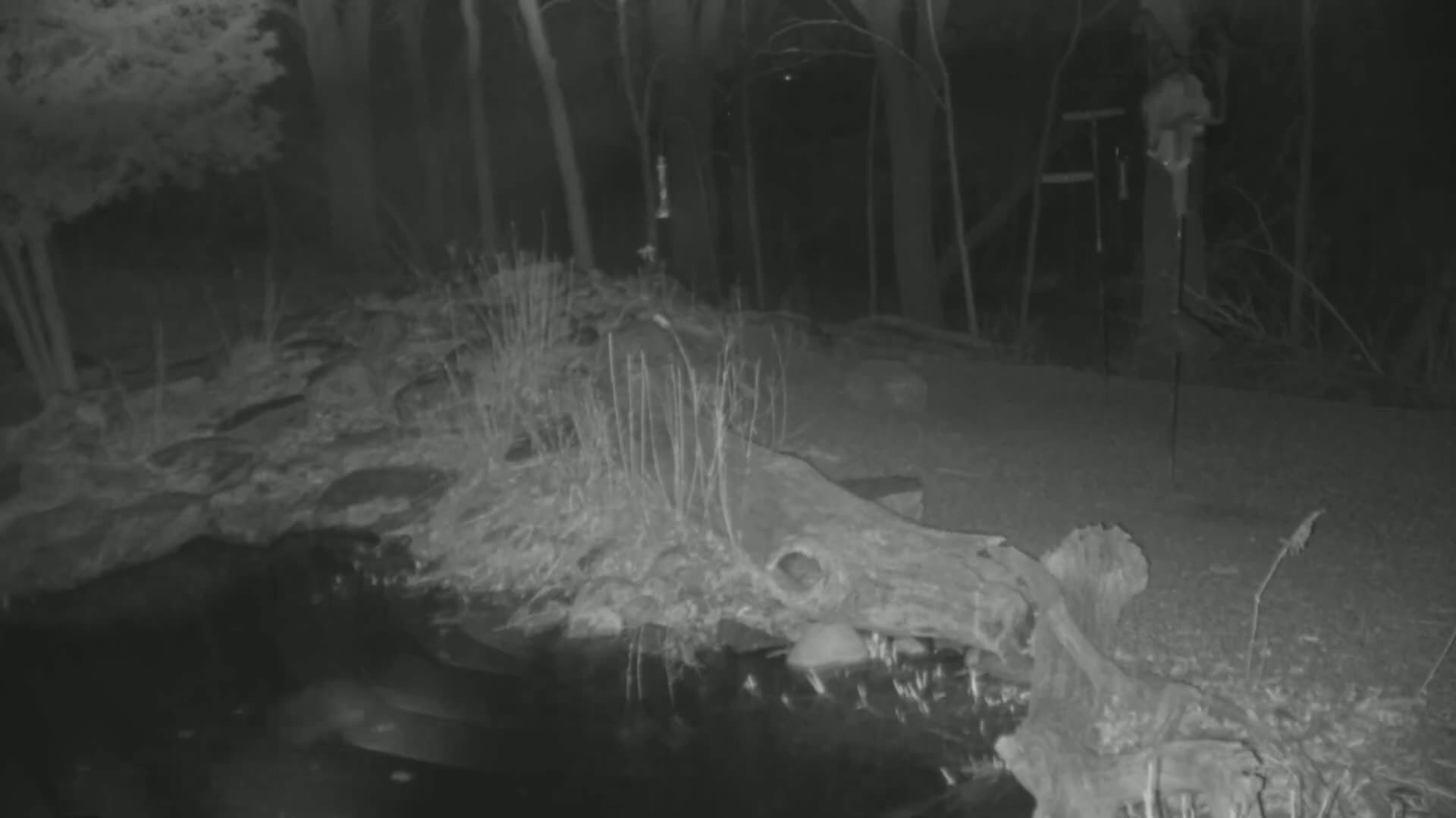 A nighttime infrared image shows a body of water next to a wooded area with a large log partially submerged,  surrounded by sparse vegetation.
