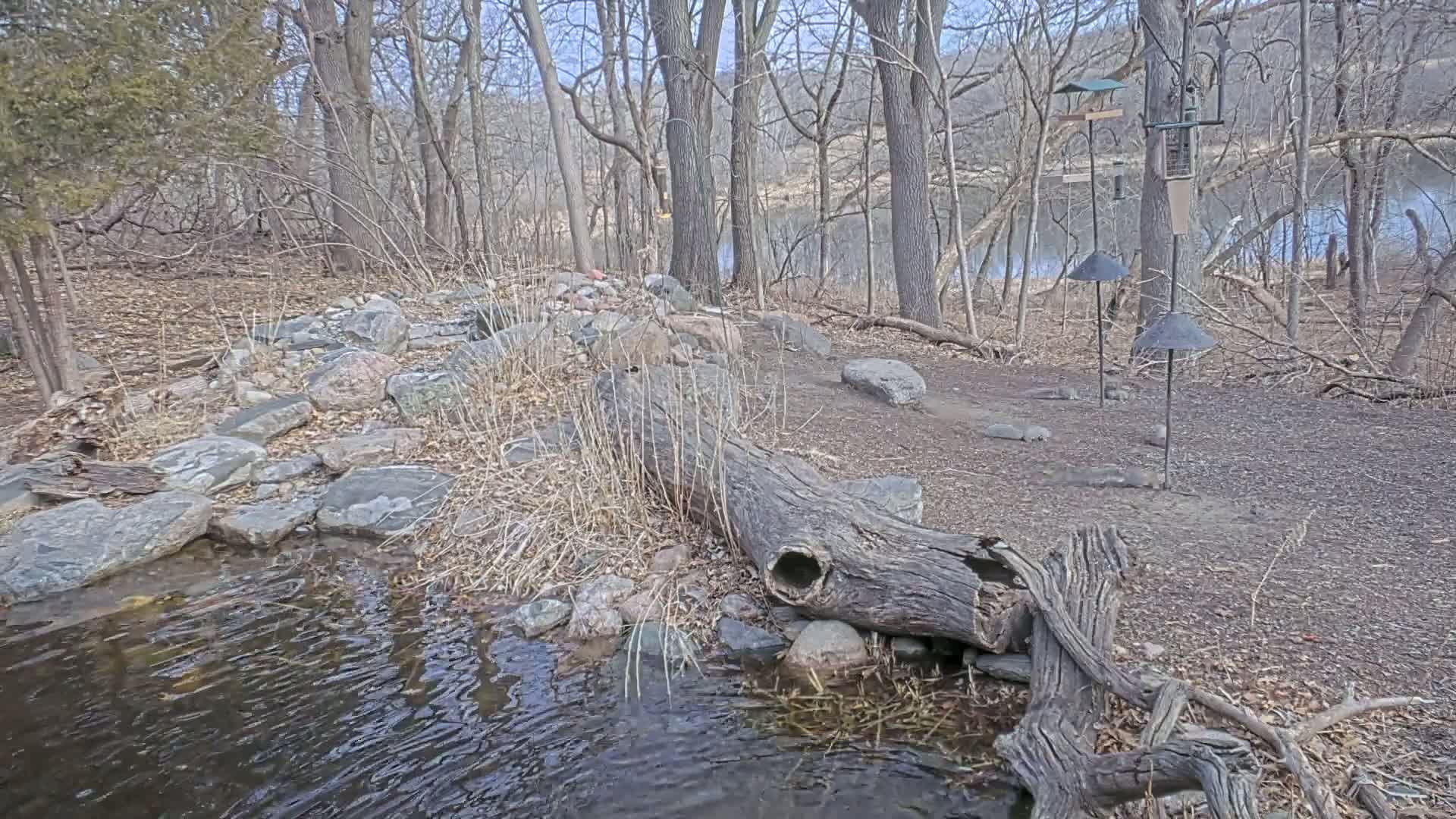 A fallen log lies over a small stream in a rocky, wooded area near a calm body of water under a partly sunny sky.
