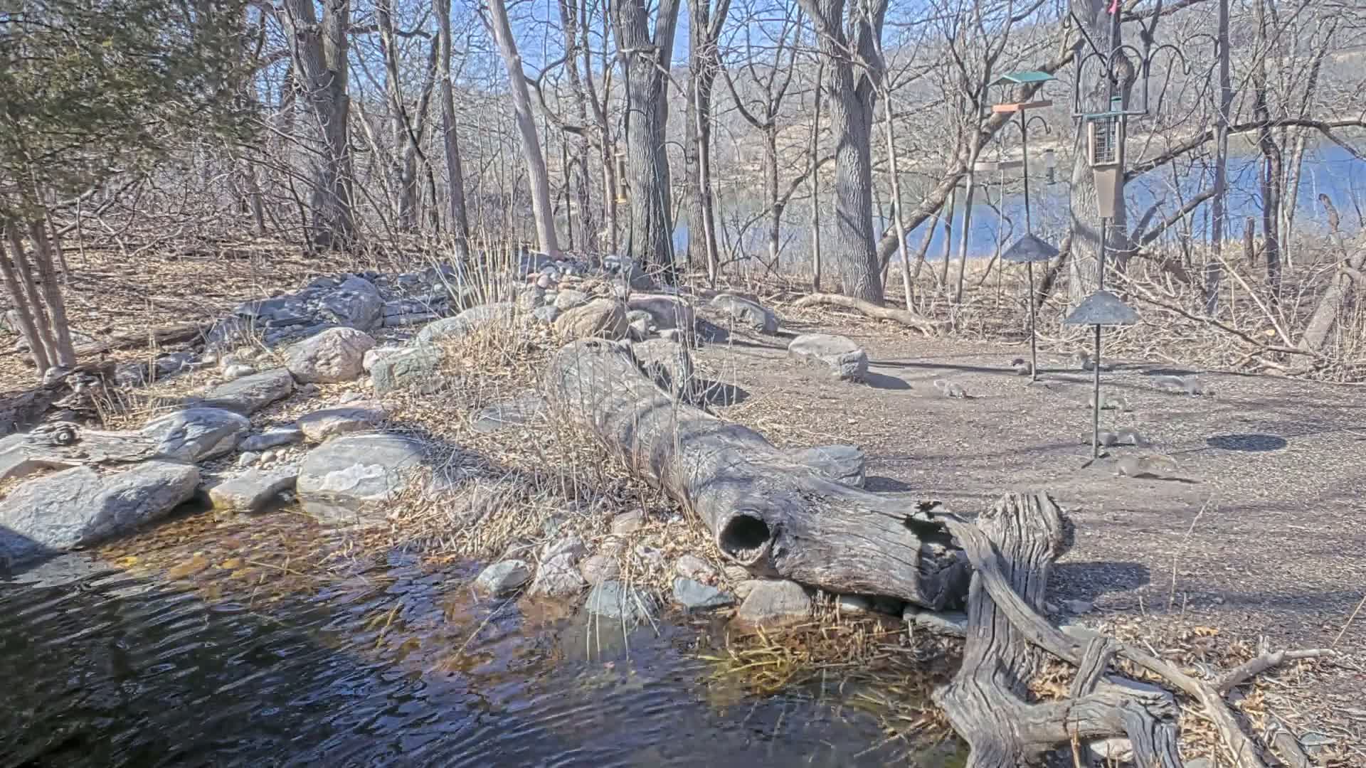 A small stream flows through a rocky area in a leafless woodland, with a hollowed-out log spanning the stream and bird feeders standing in the background under a sunny sky.