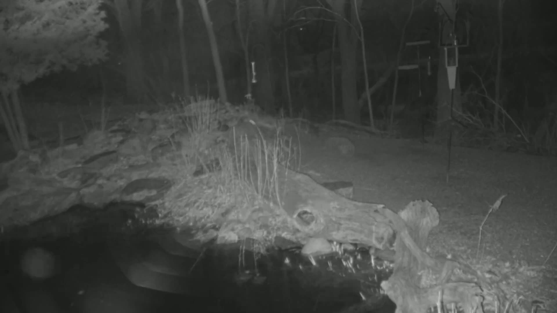 A night-vision image shows a large log partially submerged in a dark body of water, surrounded by sparse vegetation and trees under a dark, nighttime sky.