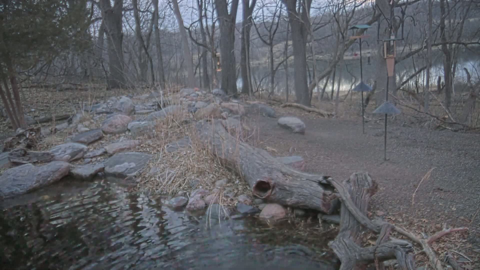 A calm stream flows through a rocky area beside a wooded shoreline on an overcast day.