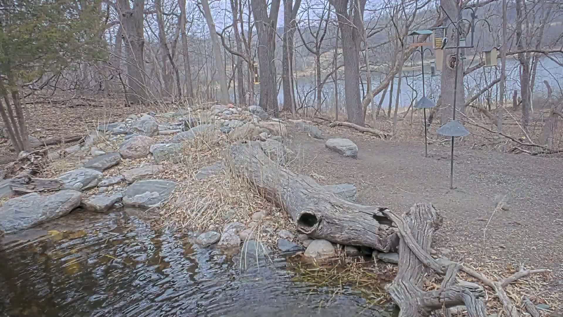 A small stream flows through a rocky area in a wooded area near a lake under an overcast sky.