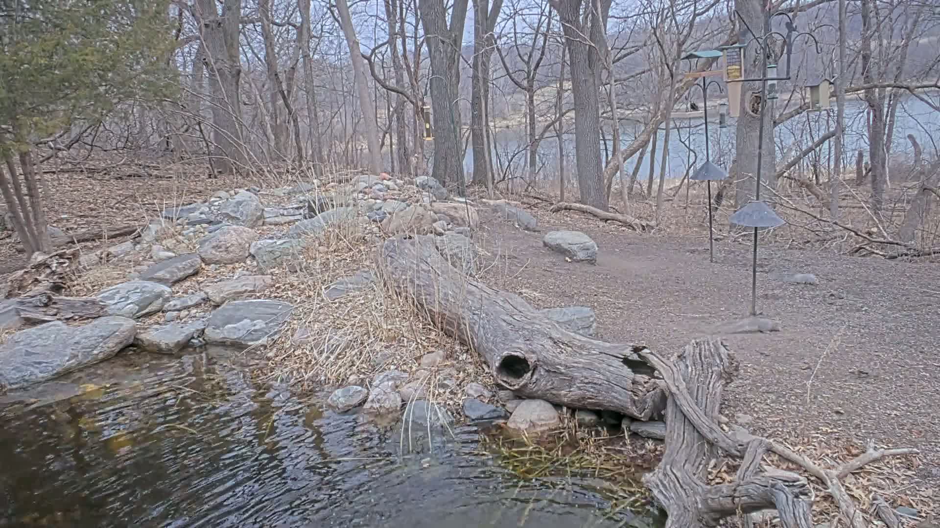 A partially submerged, hollowed-out log rests on rocks beside a small stream in a wooded area near a lake under an overcast sky.