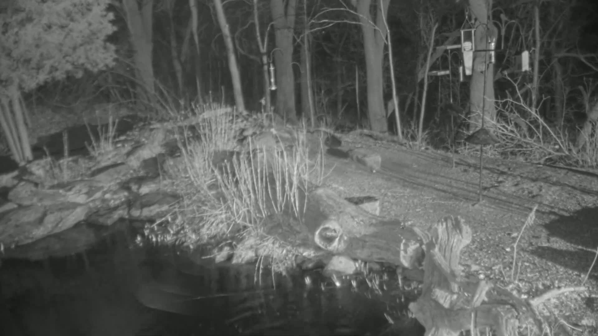 A nighttime, infrared image shows a small body of water bordered by rocks and vegetation, with bird feeders visible in the background under a dark, wooded area.