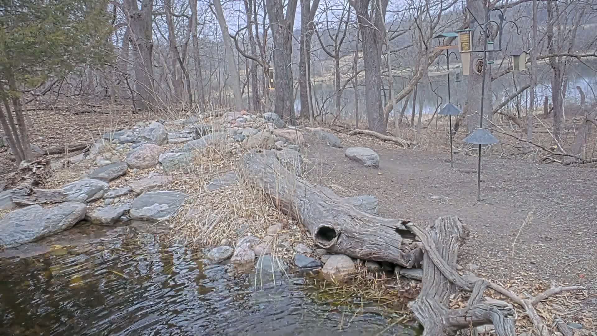 A small stream flows through a rocky area in a leaf-covered woodland, with several bird feeders standing nearby on metal poles.