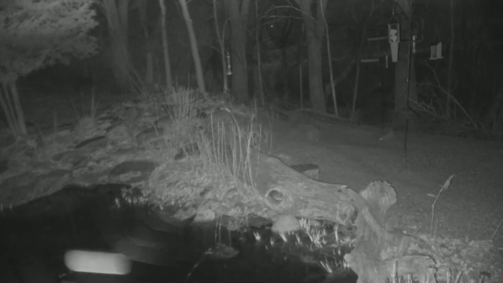 A nighttime, infrared image shows a small body of water next to a wooded area with a bird feeder and a fallen log.