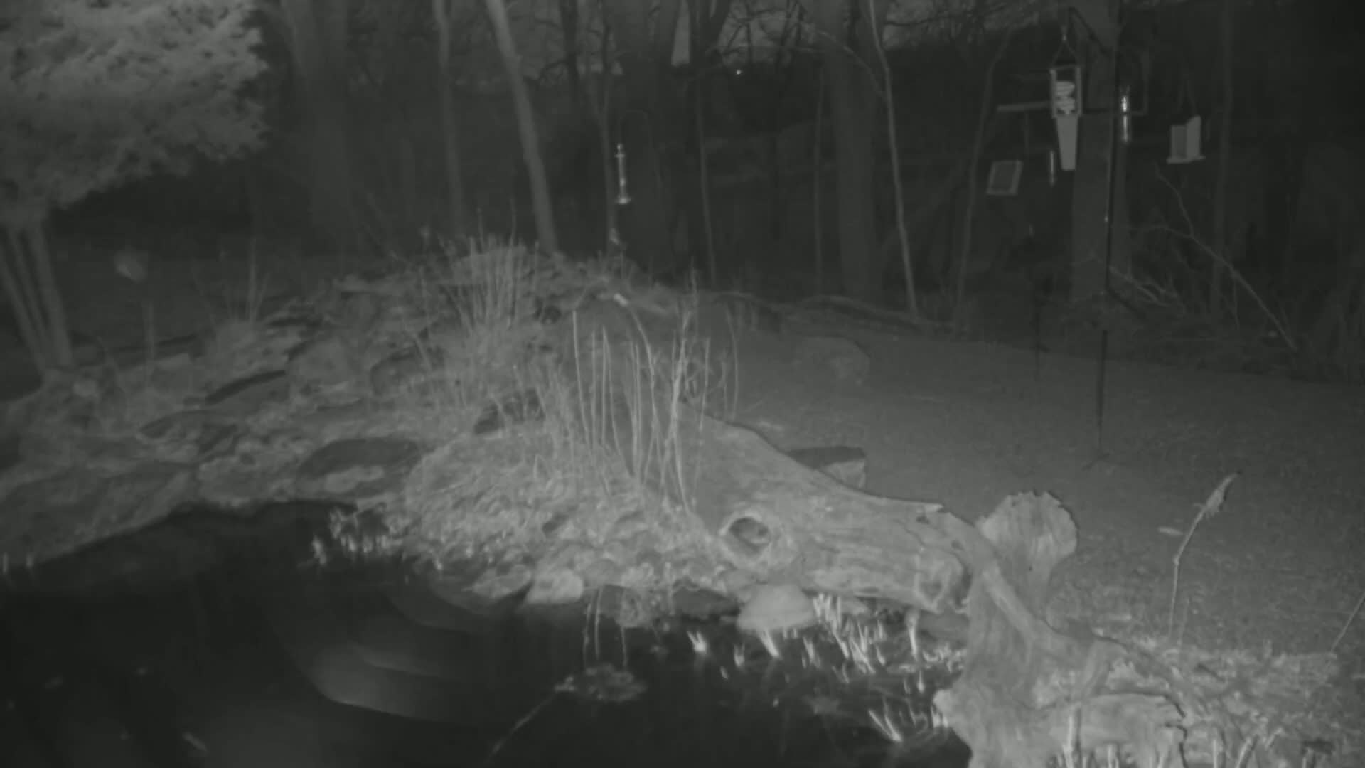 A nighttime infrared image shows a partially submerged log near a small body of water surrounded by leafless plants and trees.