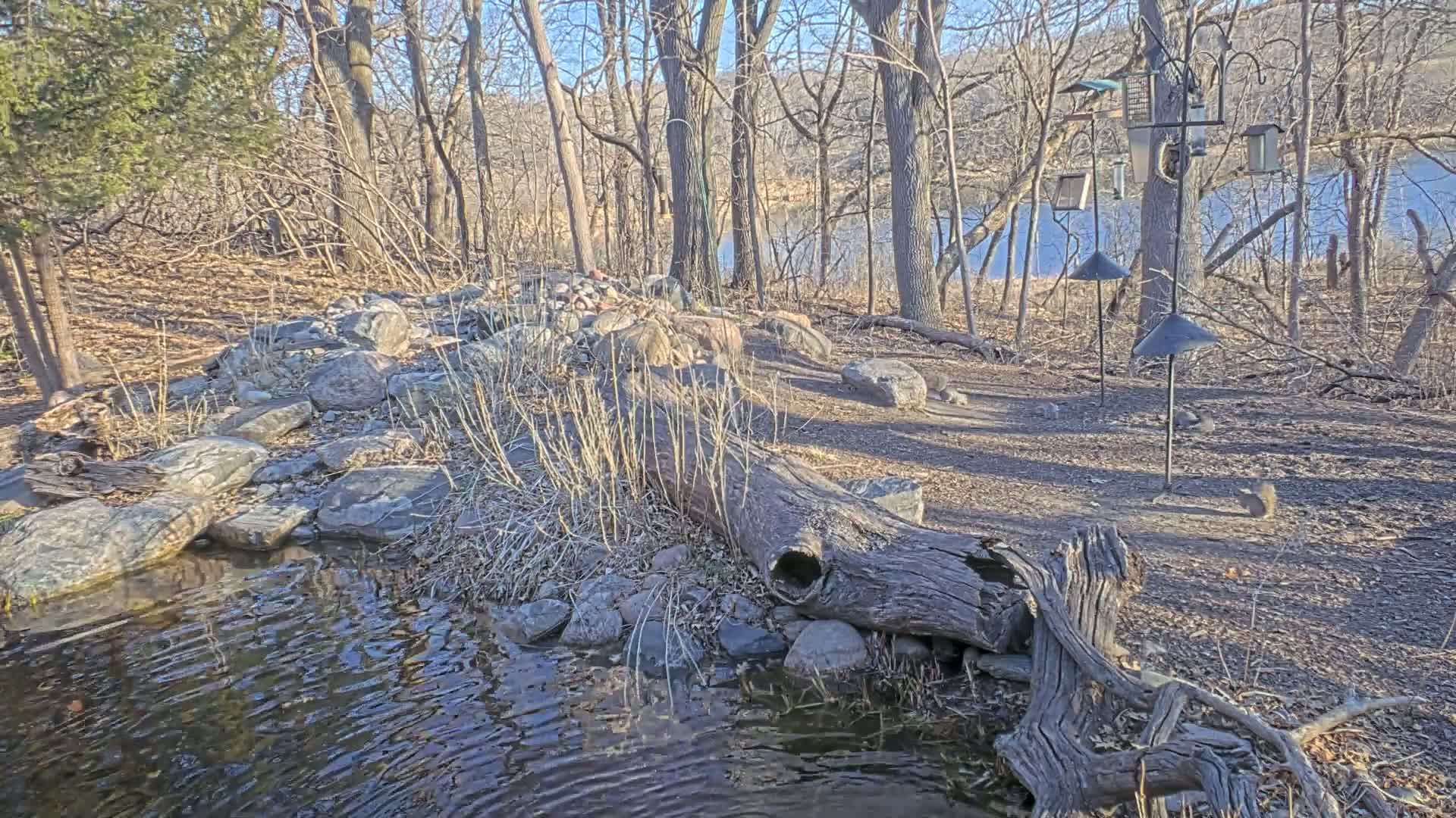 A small, rocky stream flows through a wooded area near a lake on a sunny day, with a hollowed-out log acting as a small dam.