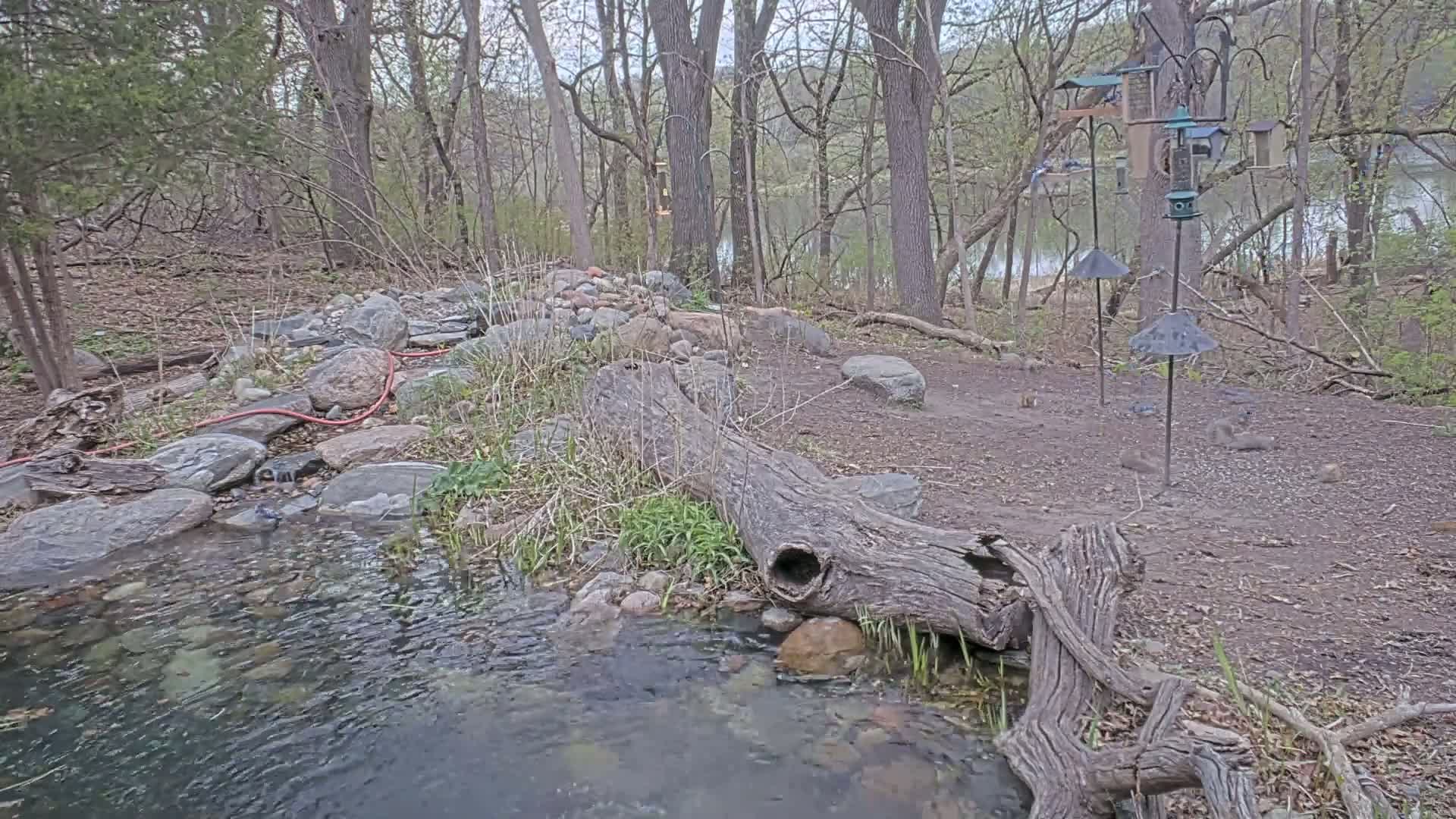 A small, rocky stream flows through a wooded area near a lake under a mostly cloudy sky, with several bird feeders and squirrels visible nearby.
